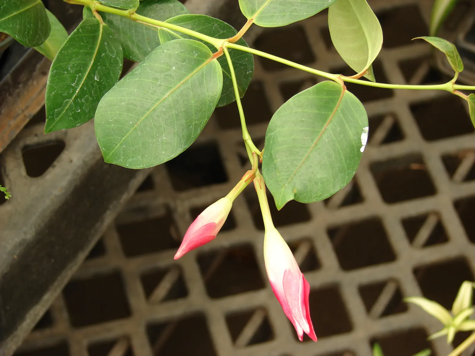 Red Riding Hood Mandevilla (Mandevilla Sanderi 'Red Riding Hood') — is a vivacious tropical vine that brings a burst of vibrant red color to any landscape