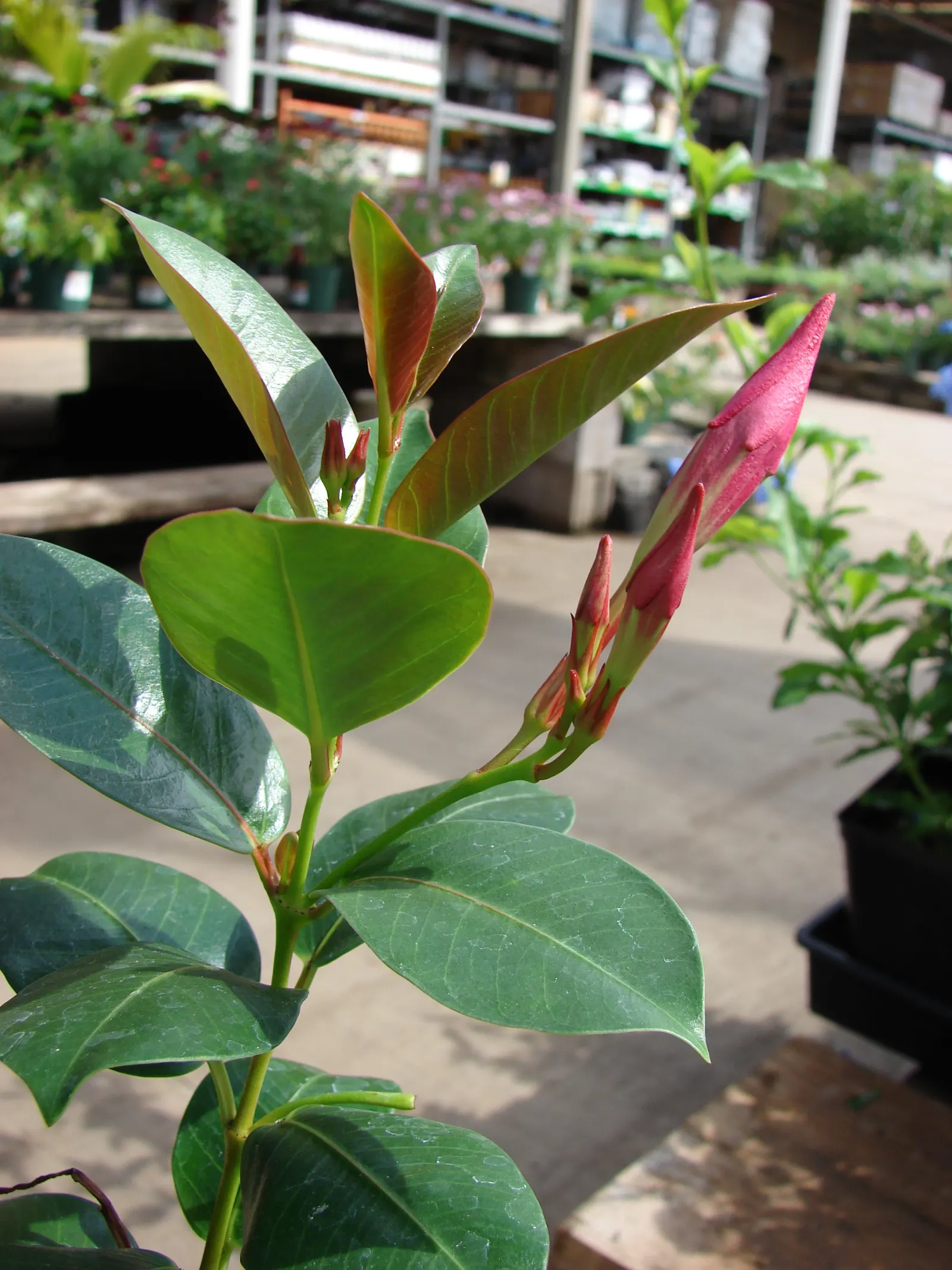 Red Riding Hood Mandevilla (Mandevilla Sanderi 'Red Riding Hood') — commonly referred to as Red Riding Hood Mandevilla