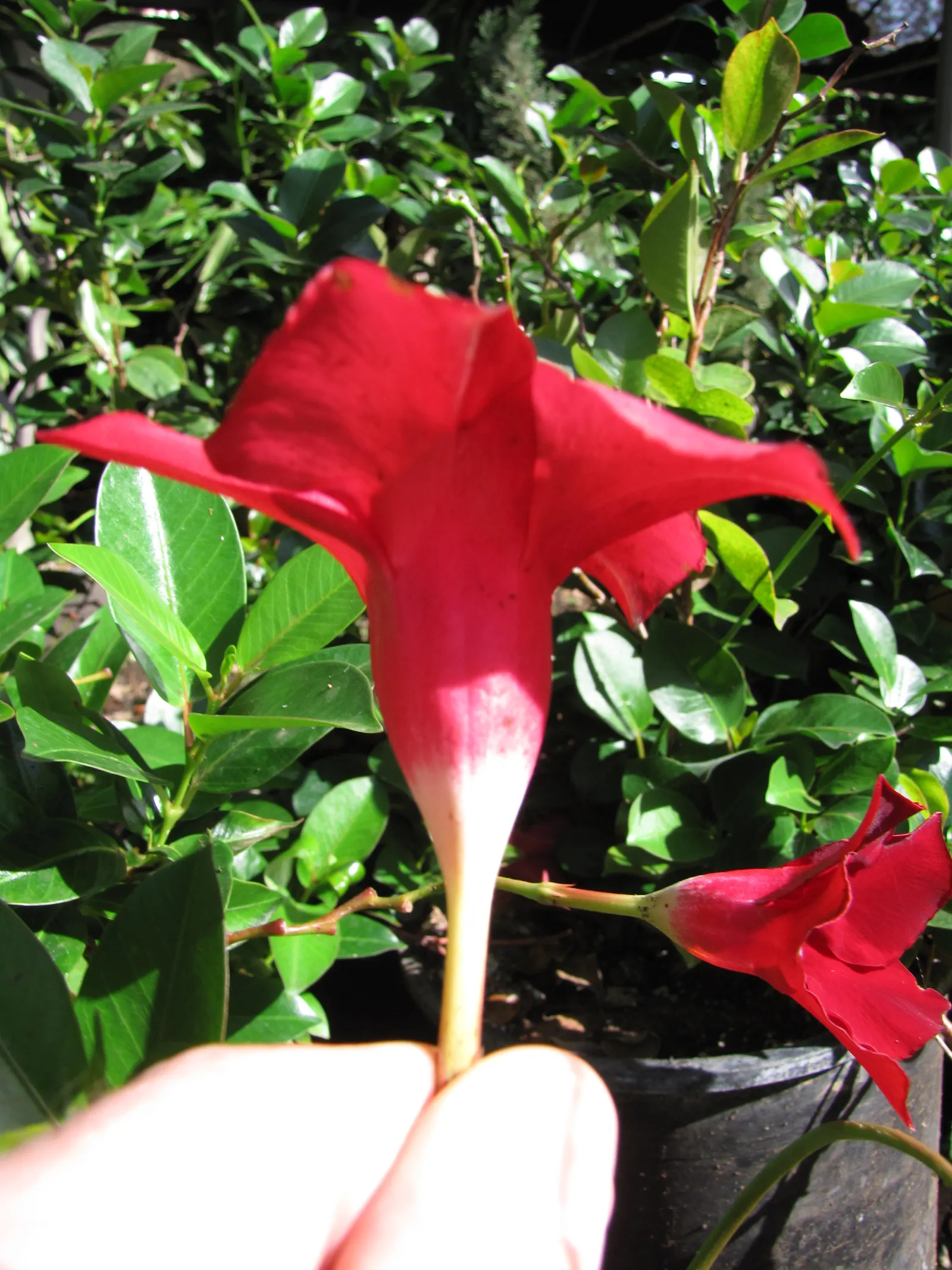 Red Riding Hood Mandevilla (Mandevilla Sanderi 'Red Riding Hood') — red trumpet-shaped blooms spanning up to 4 inches across