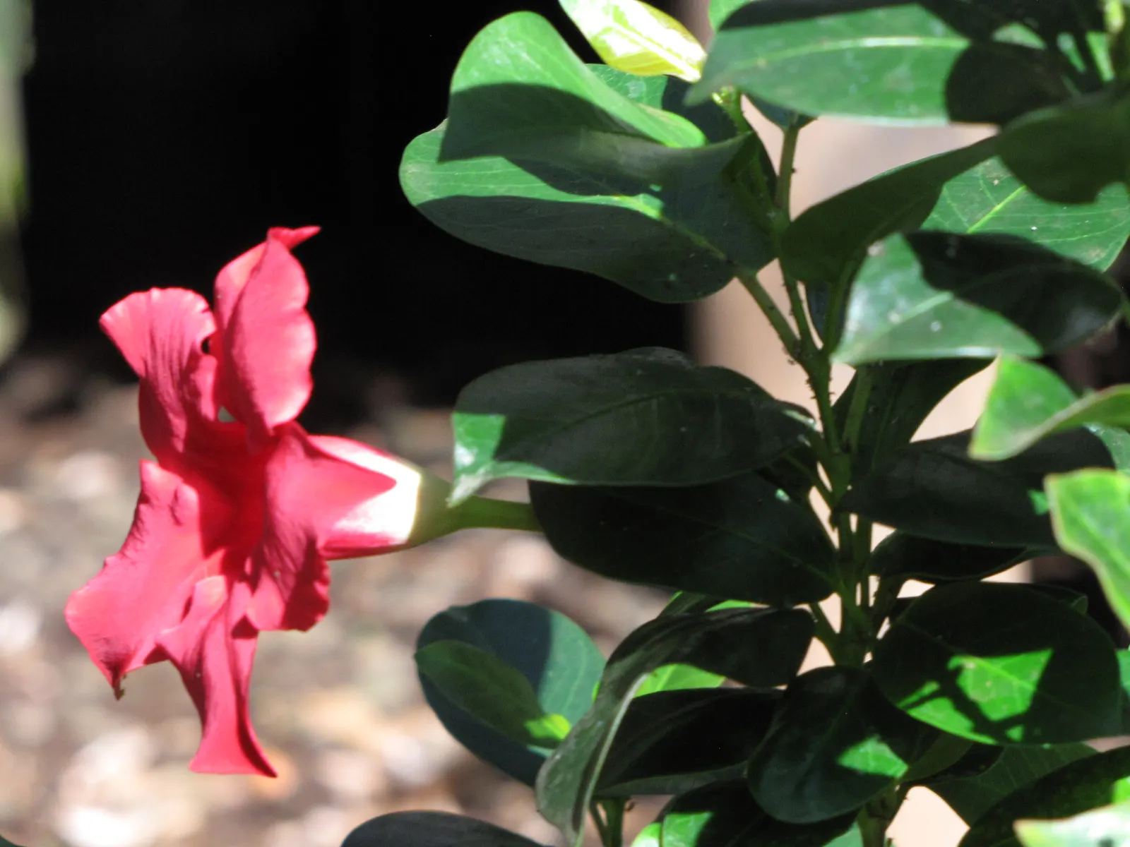 Red Riding Hood Mandevilla (Mandevilla Sanderi 'Red Riding Hood') — deep green leaves and continuous summer flowering