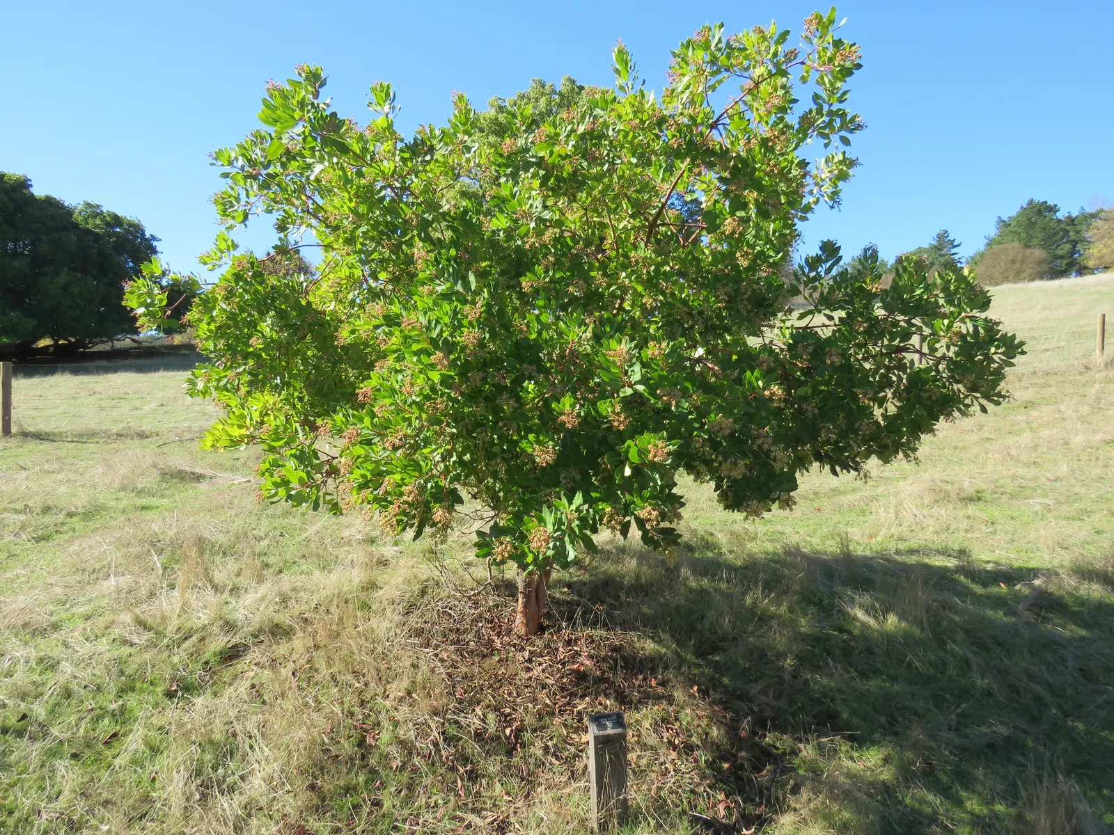 Vine Hill Manzanita (Arctostaphylos Densiflora) — scientifically known as Arctostaphylos densiflora