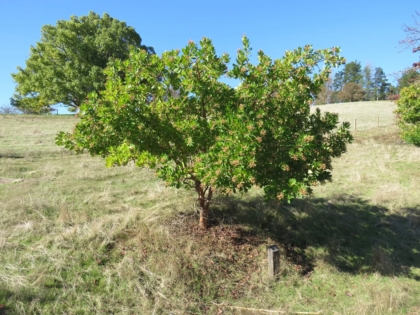 Vine Hill Manzanita (Arctostaphylos Densiflora) — Ideal for native gardens, it offers year-round interest and low maintenance appeal