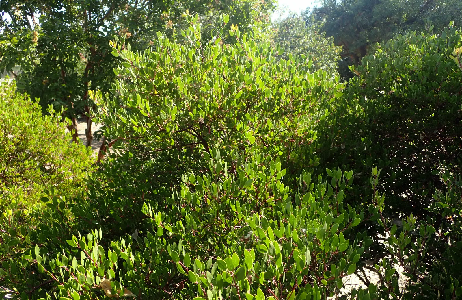 Vine Hill Manzanita (Arctostaphylos Densiflora) — In late winter to spring, delicate white to pinkish bell-shaped flowers emerge, attracting pollinators