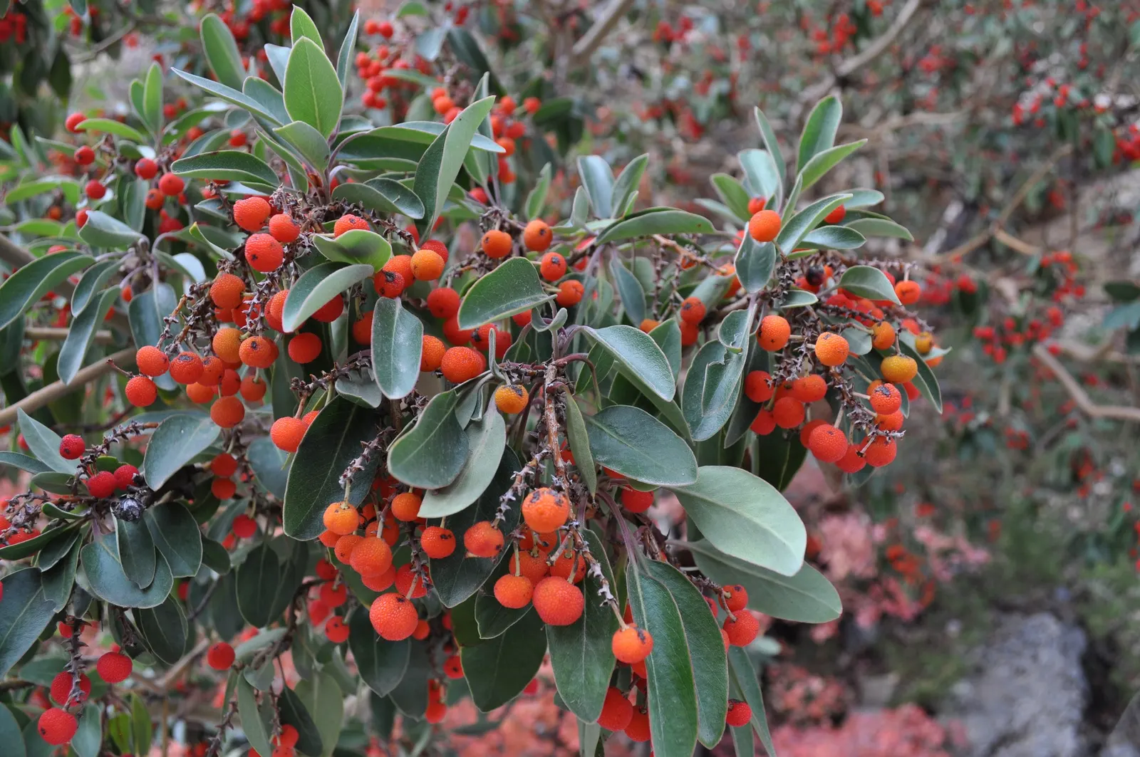 Vine Hill Manzanita (Arctostaphylos Densiflora) — is a captivating evergreen shrub native to a small region of Sonoma County in California