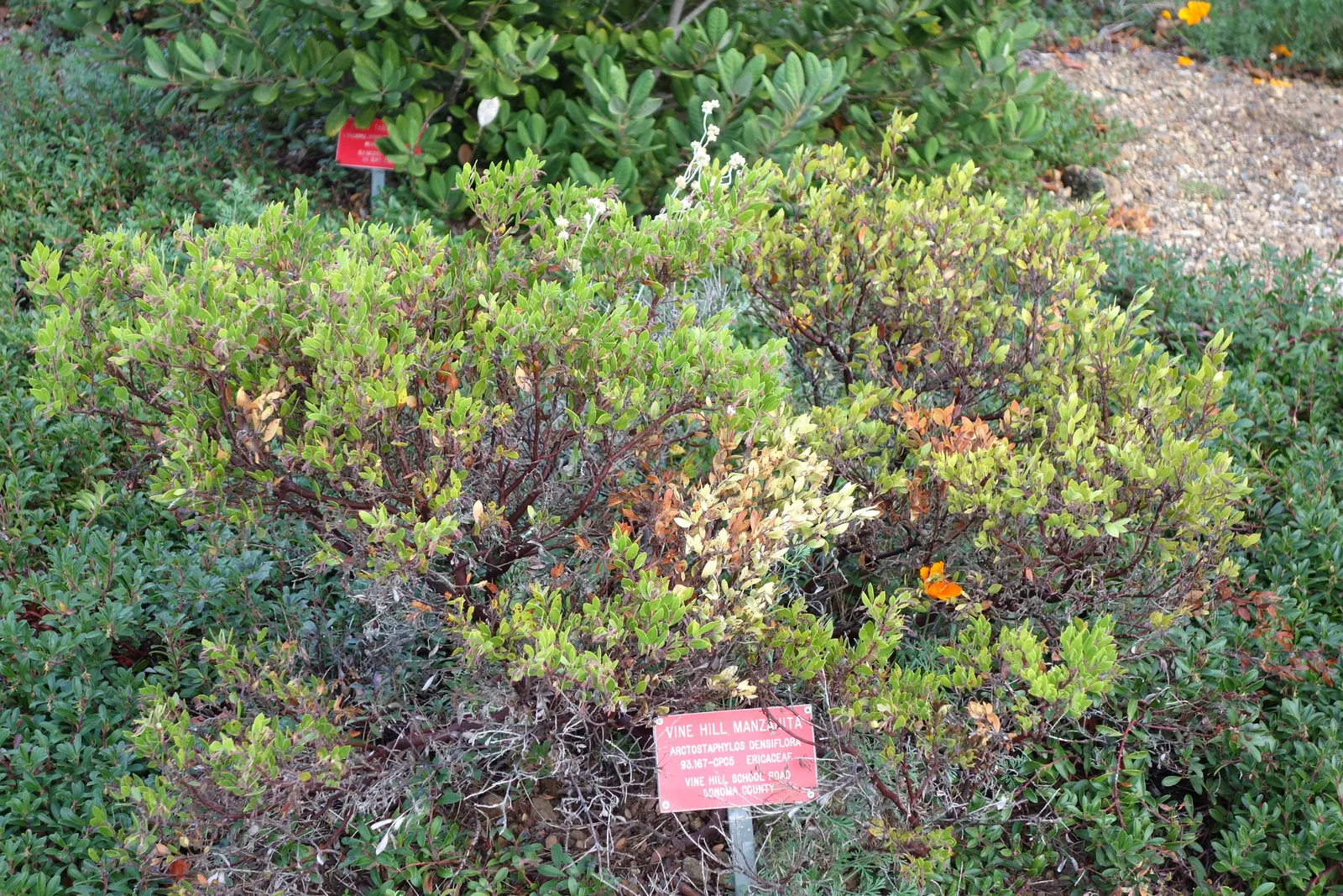 Vine Hill Manzanita (Arctostaphylos Densiflora) — Vine Hill Manzanita (Arctostaphylos densiflora) is an evergreen shrub, native to California's coast ranges