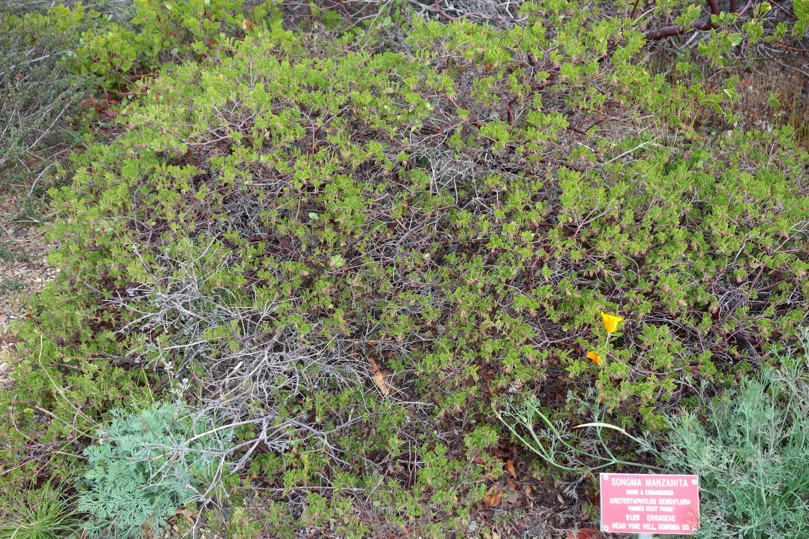 Vine Hill Manzanita (Arctostaphylos Densiflora) — sculptural form with rich mahogany bark and dense foliage