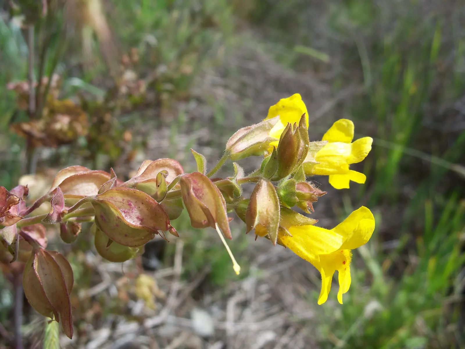 Yellow Monkey Flower (Mimulus 'Yellow') — It is adaptable to various soil types, although it prefers slightly acidic to neutral soil conditions, image 69