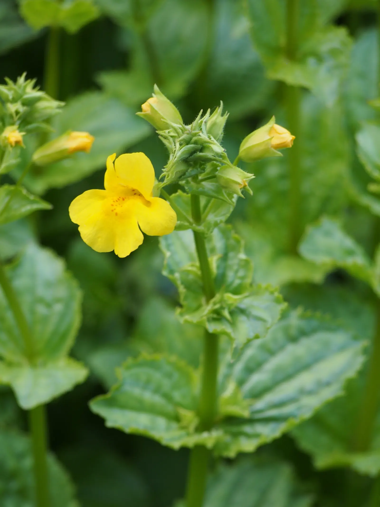 Yellow Monkey Flower (Mimulus 'Yellow') — slipper-shaped yellow flowers are the main attraction; perennial with yellow blooms