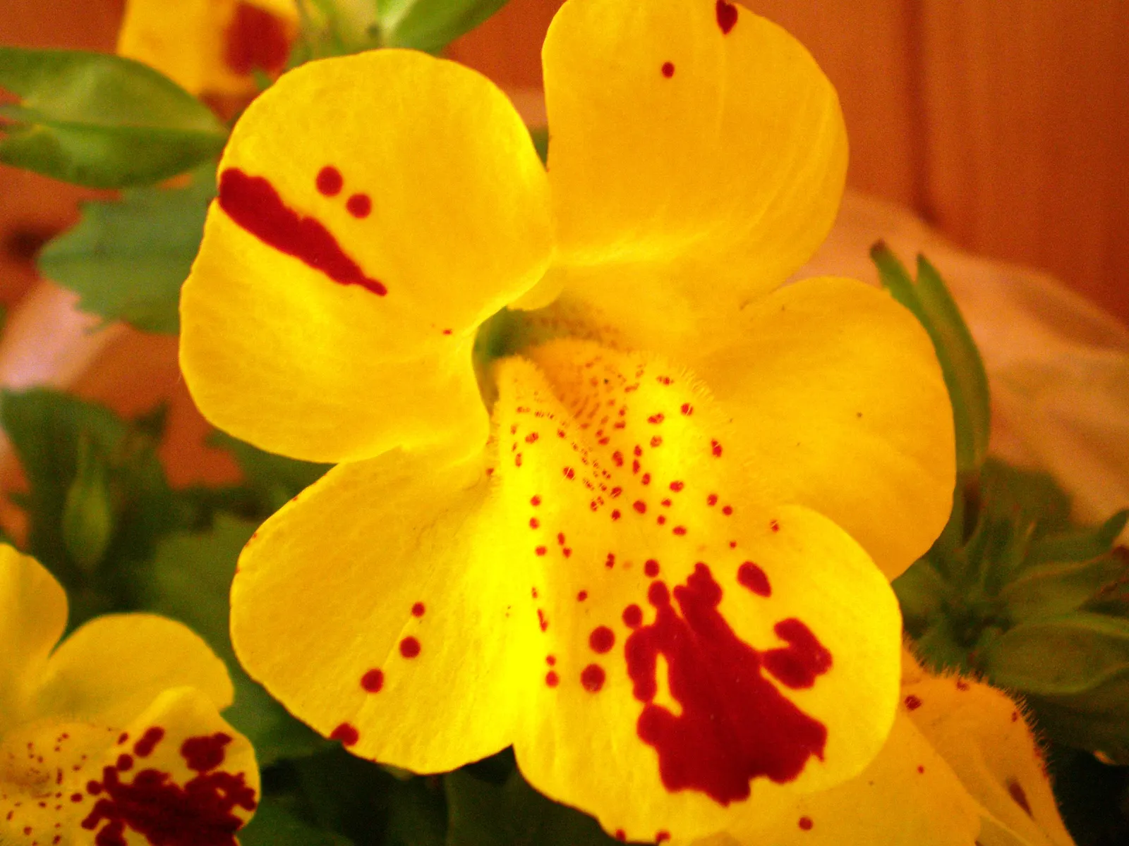 Yellow Monkey Flower (Mimulus 'Yellow') — thus playing a beneficial role in the local ecosystem; these bright yellow flowers, often with speckled, image 65