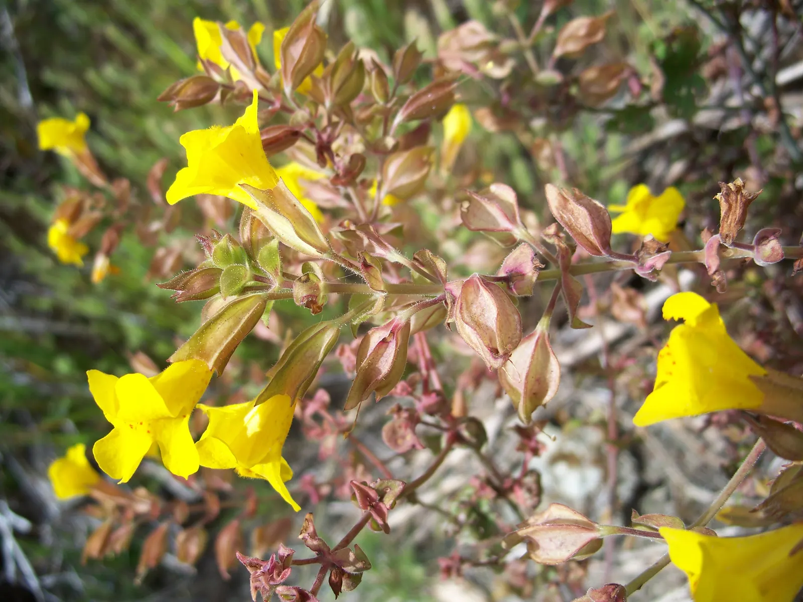 Yellow Monkey Flower (Mimulus 'Yellow') — Regular watering is crucial to maintain consistent soil moisture.<br><br>In sum; blooming profusely from, image 95