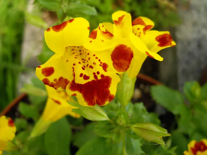 Yellow Monkey Flower (Mimulus 'Yellow') — offering long-lasting color and an appealing habitat for wildlife; mimulus 'Yellow' or Yellow Monkey Flower is a
