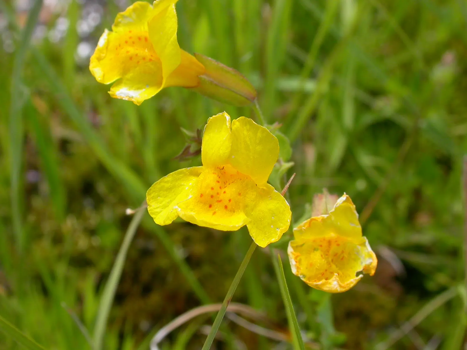 Yellow Monkey Flower (Mimulus 'Yellow') — slipper-shaped yellow flowers are the main attraction