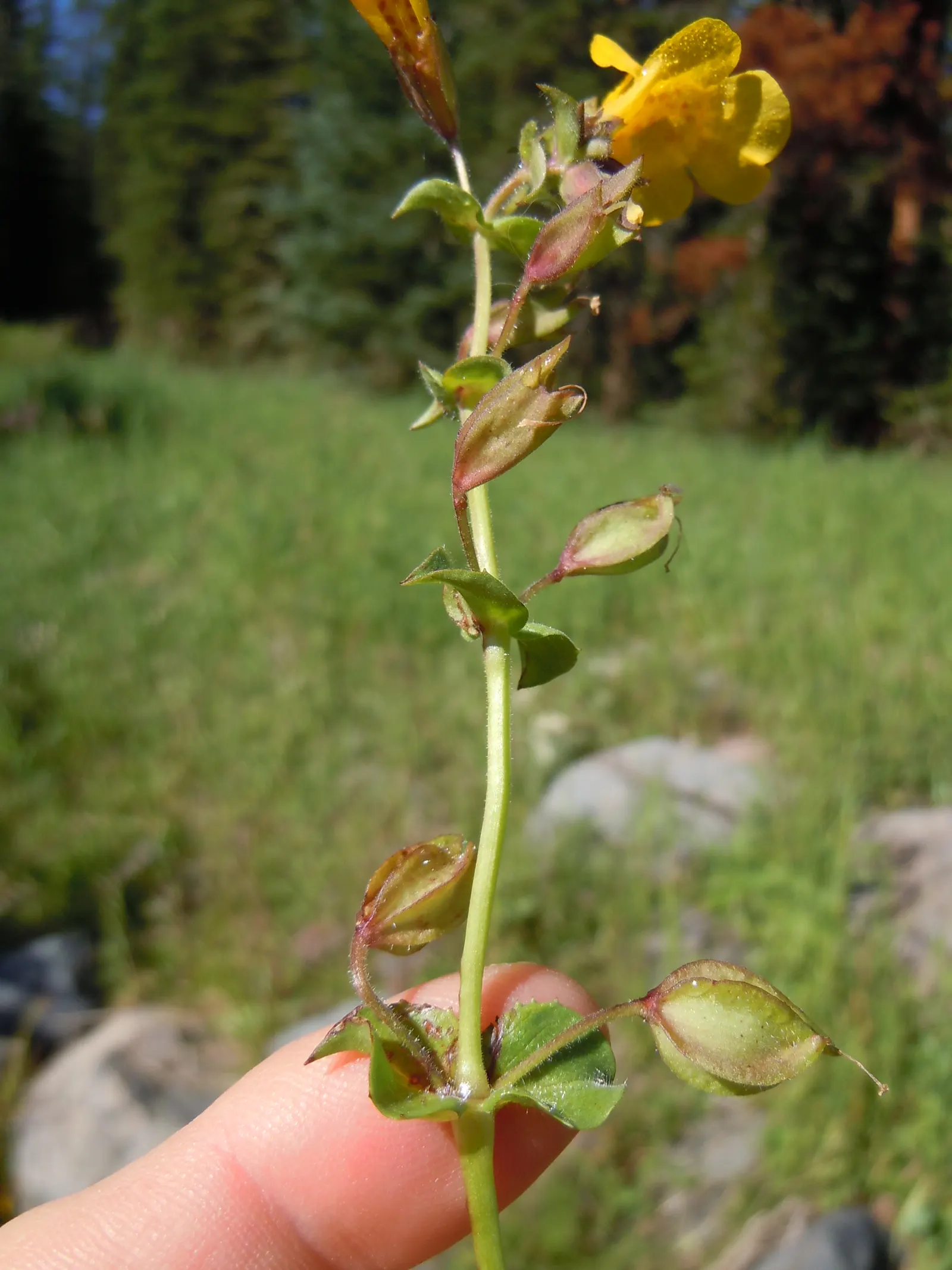 Yellow Monkey Flower (Mimulus 'Yellow') — These bright yellow flowers, often with speckled throats, emerge in spring and persist into fall, image 102