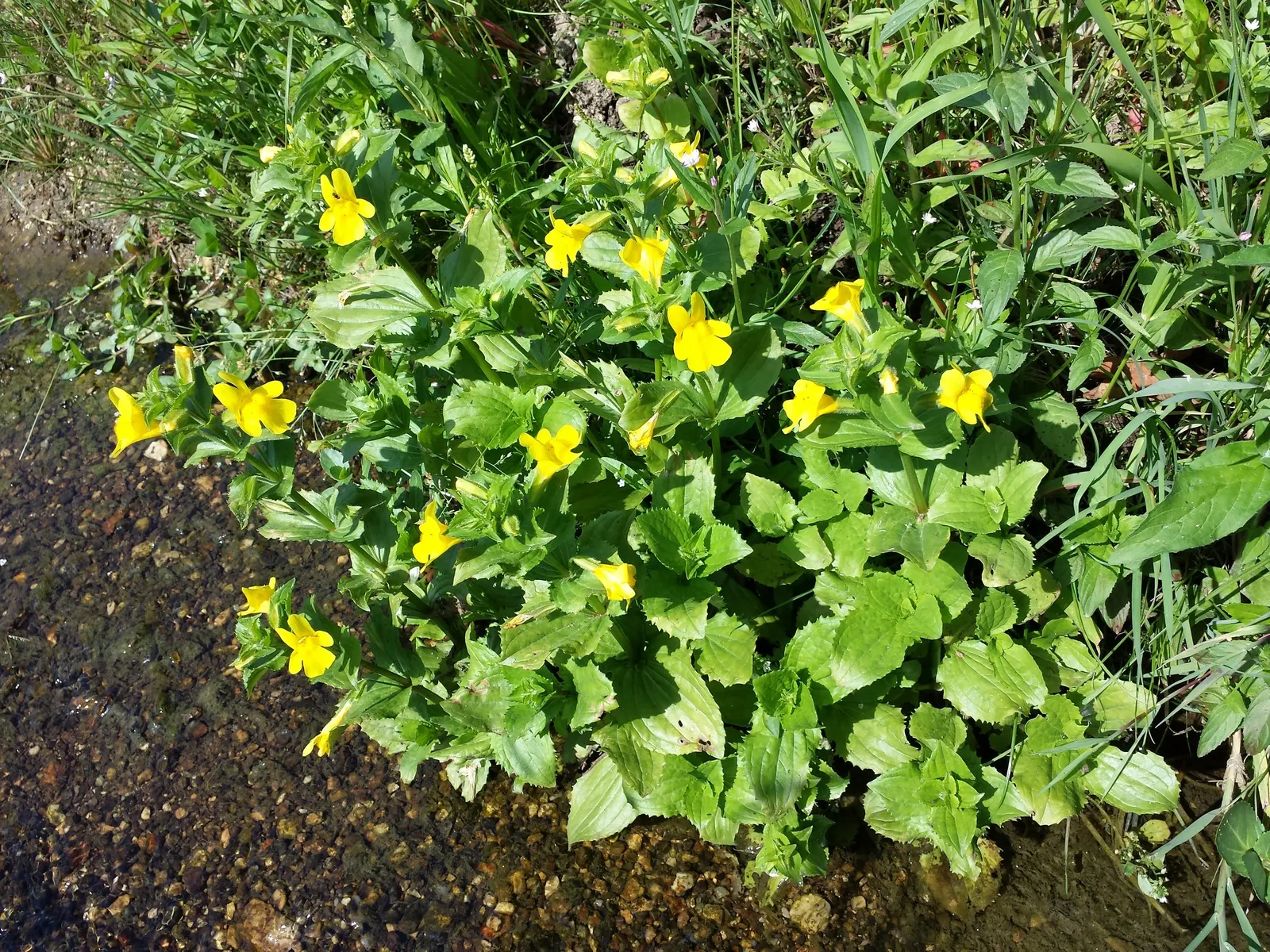 Yellow Monkey Flower (Mimulus 'Yellow') — Reaching 1-2 ft in height and spreading 1-2 ft, it's ideal for borders or moist areas; perennial for full, image 104