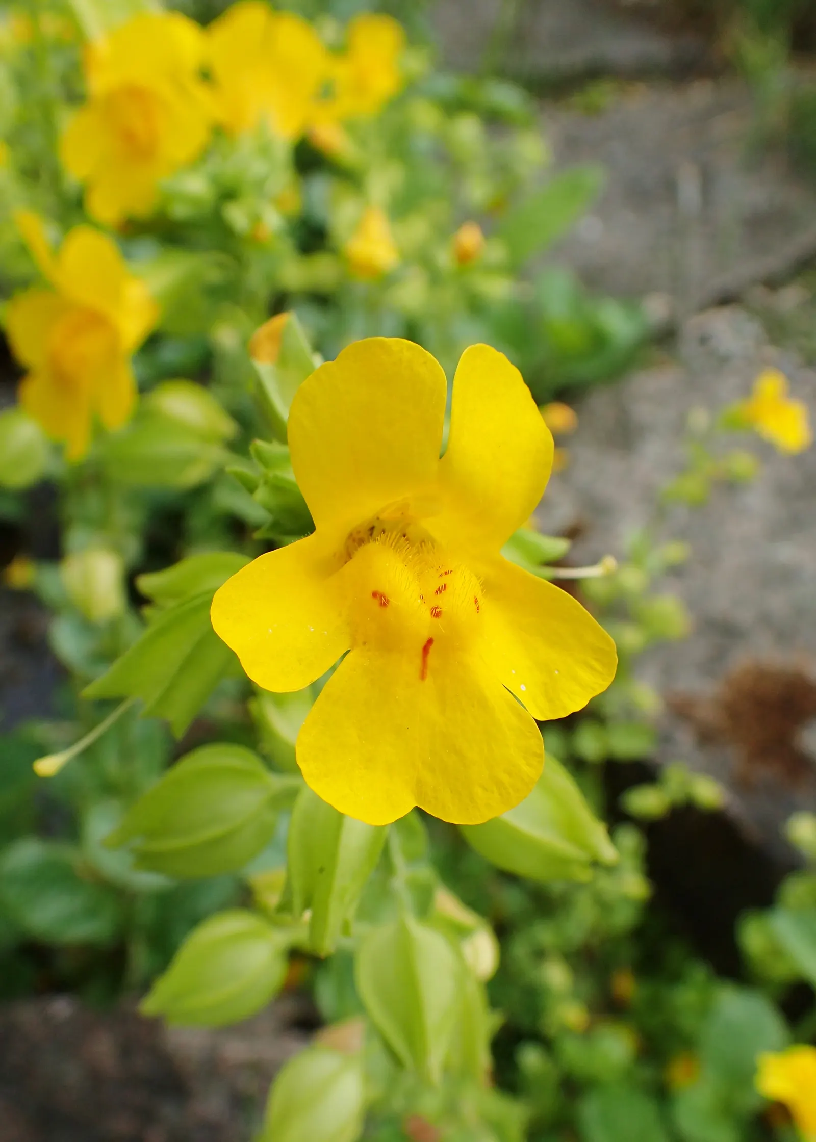 Yellow Monkey Flower (Mimulus 'Yellow') — the Yellow Monkey Flower requires full sun to partial shade; yellow flowers in the garden