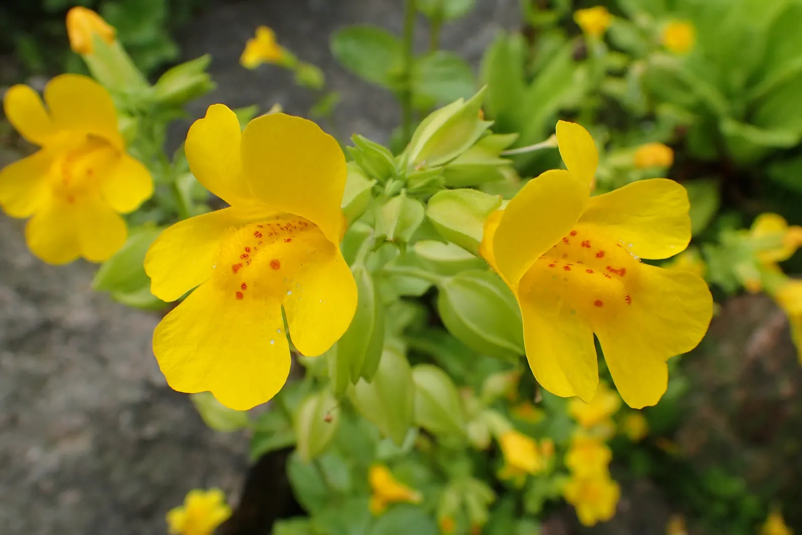 Yellow Monkey Flower (Mimulus 'Yellow') — such as bees and hummingbirds; regular watering is crucial to maintain consistent soil moisture.<br><br>In sum