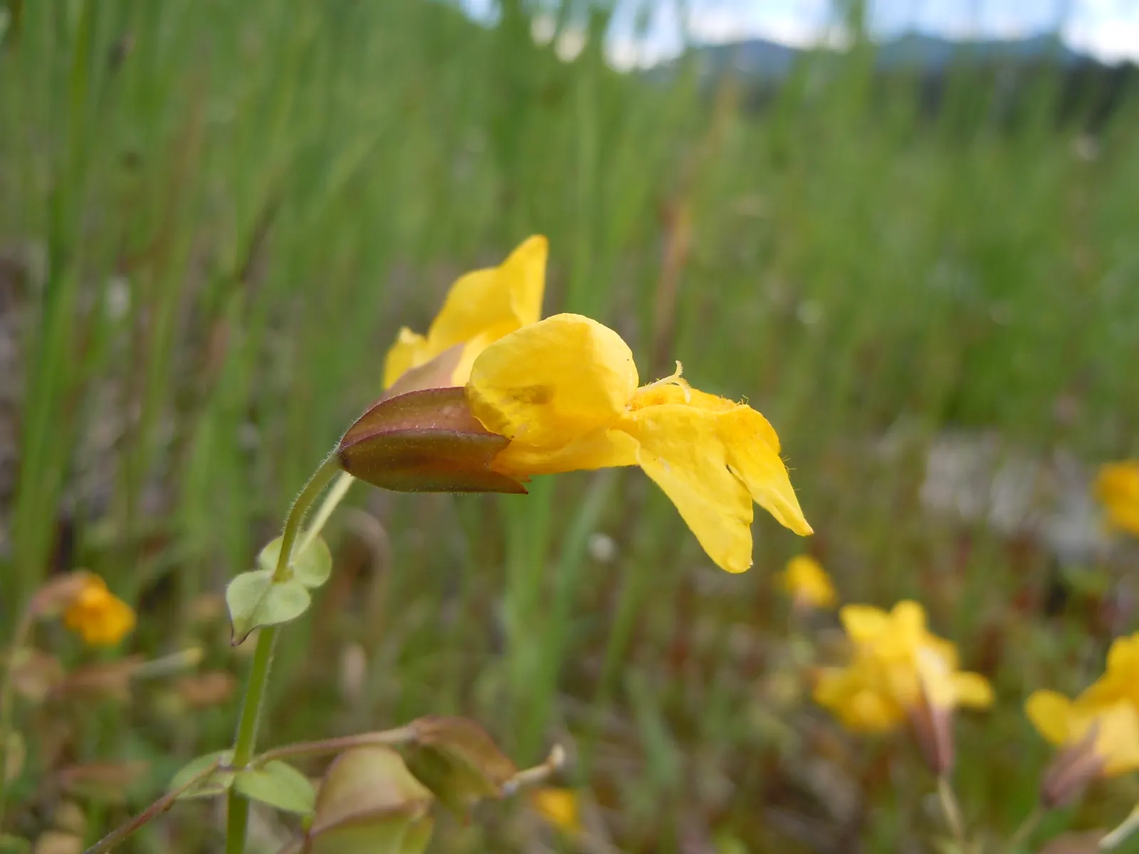 Yellow Monkey Flower (Mimulus 'Yellow') — Mimulus 'Yellow' or Yellow Monkey Flower is a vivacious perennial with cheerful, trumpet-shaped blooms, image 101