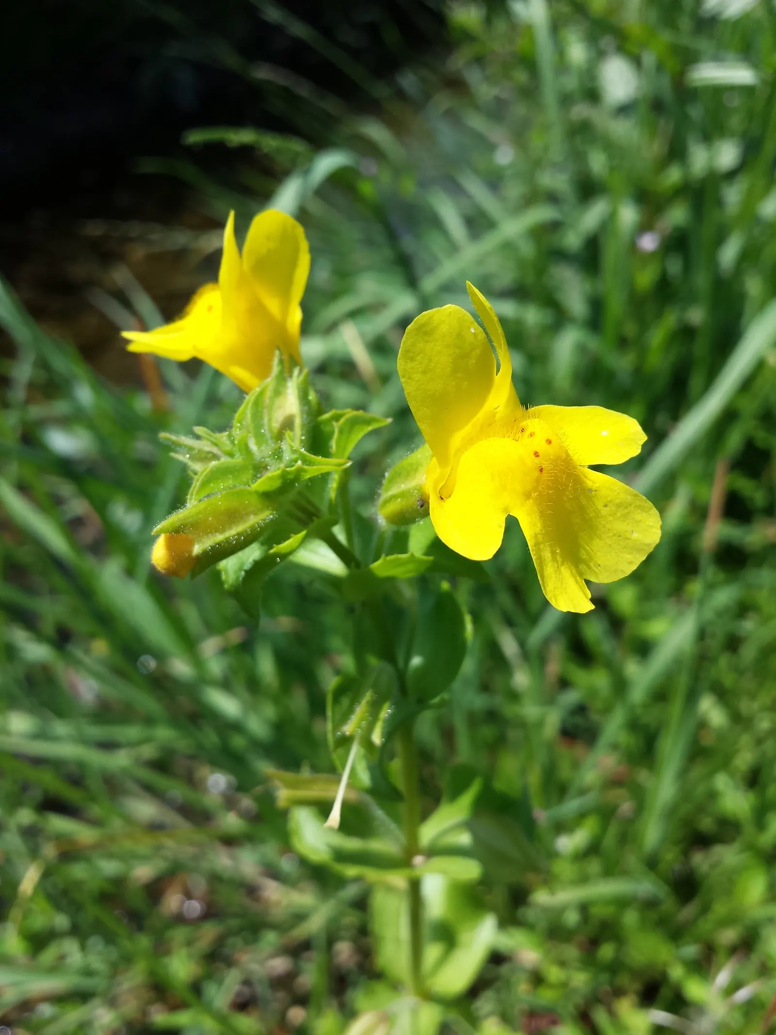 Yellow Monkey Flower (Mimulus 'Yellow') — blooming profusely from late spring into the early fall; scientifically known as Mimulus 'Yellow'