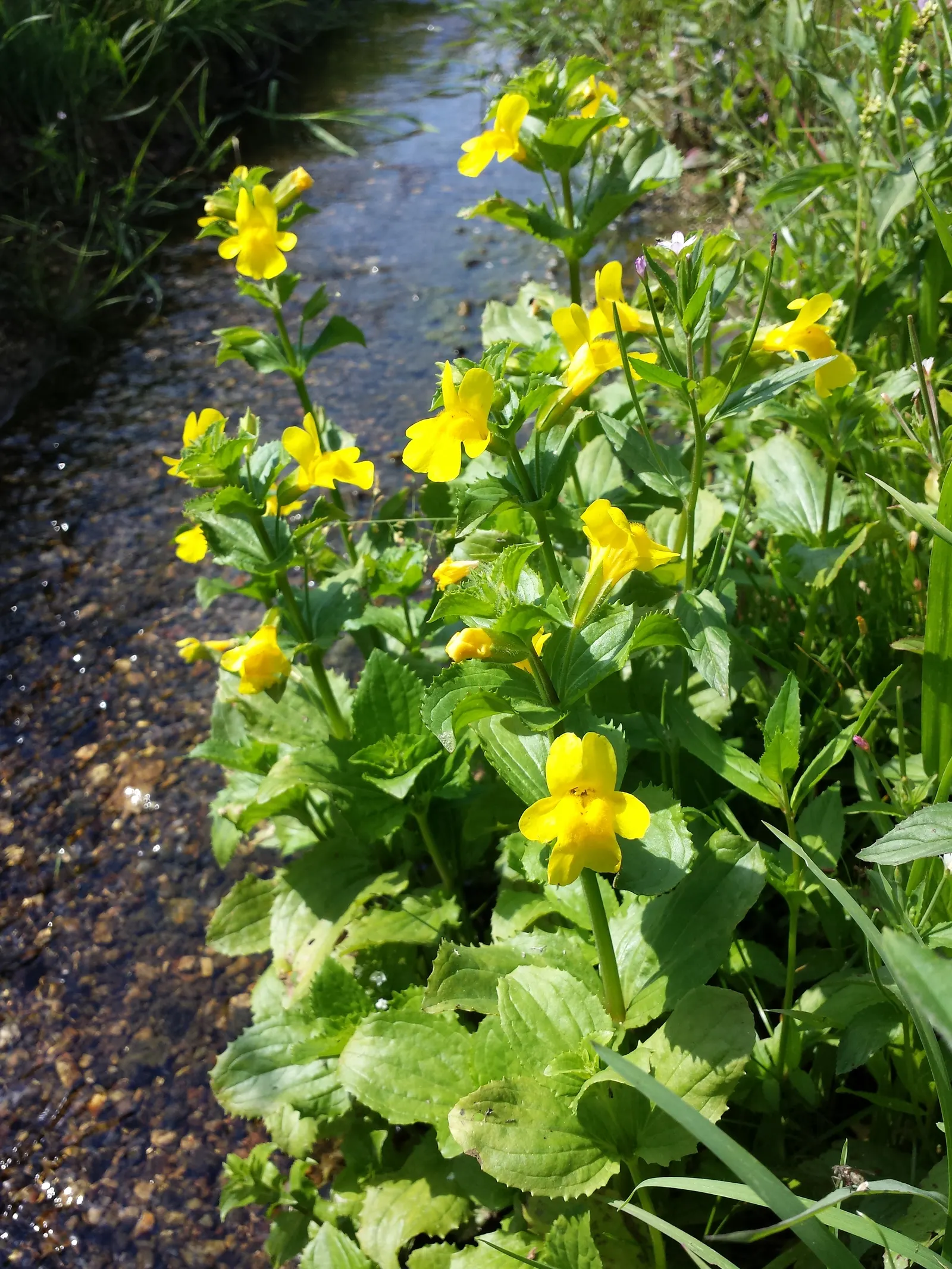Yellow Monkey Flower (Mimulus 'Yellow') — yellow flowers in the garden; this delightful plant is native to North America and thrives in USDA, image 98