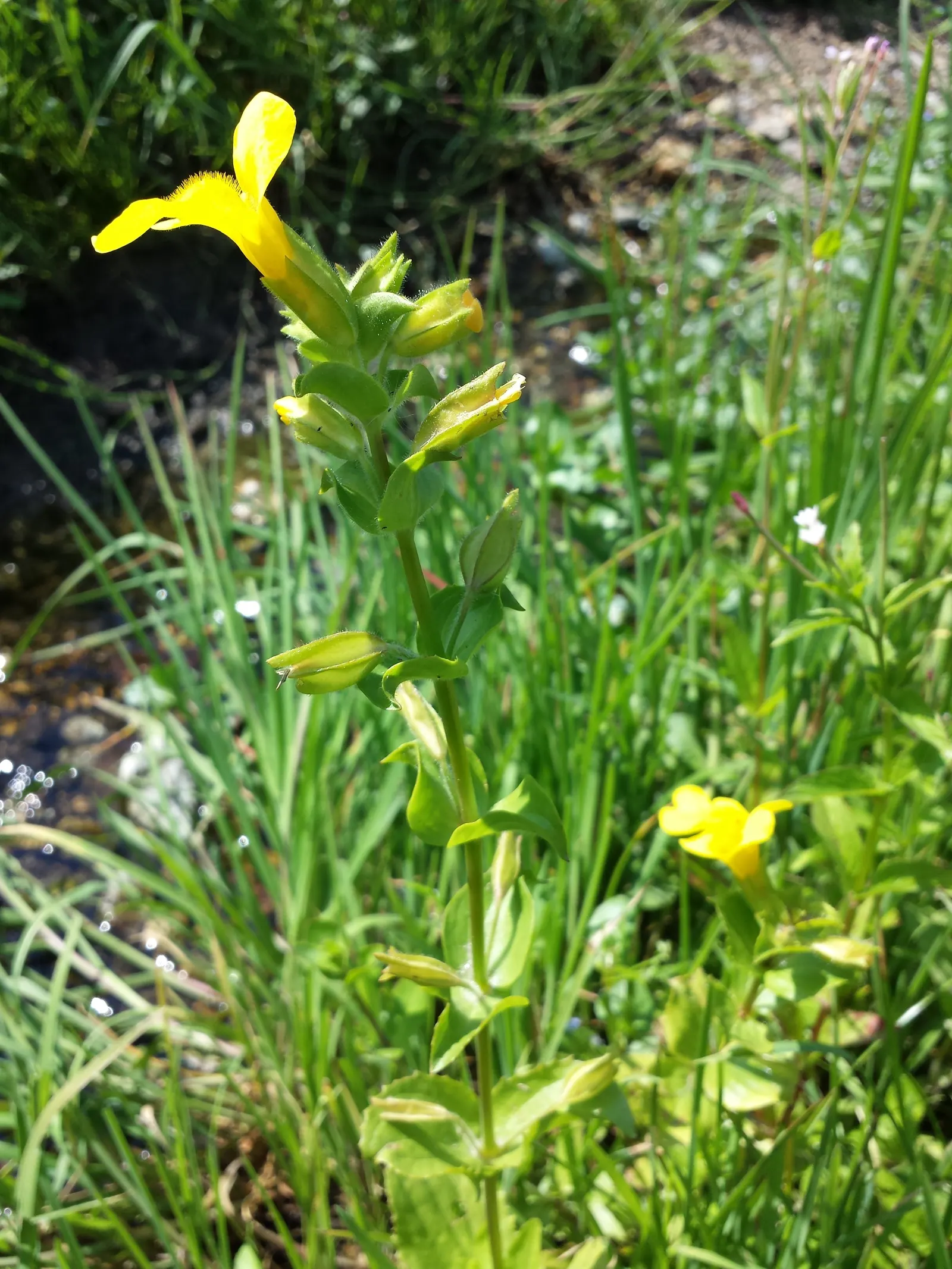 Yellow Monkey Flower (Mimulus 'Yellow') — Preferring moist, well-drained soil, it thrives in part shade to full sun; the Yellow Monkey Flower, image 103