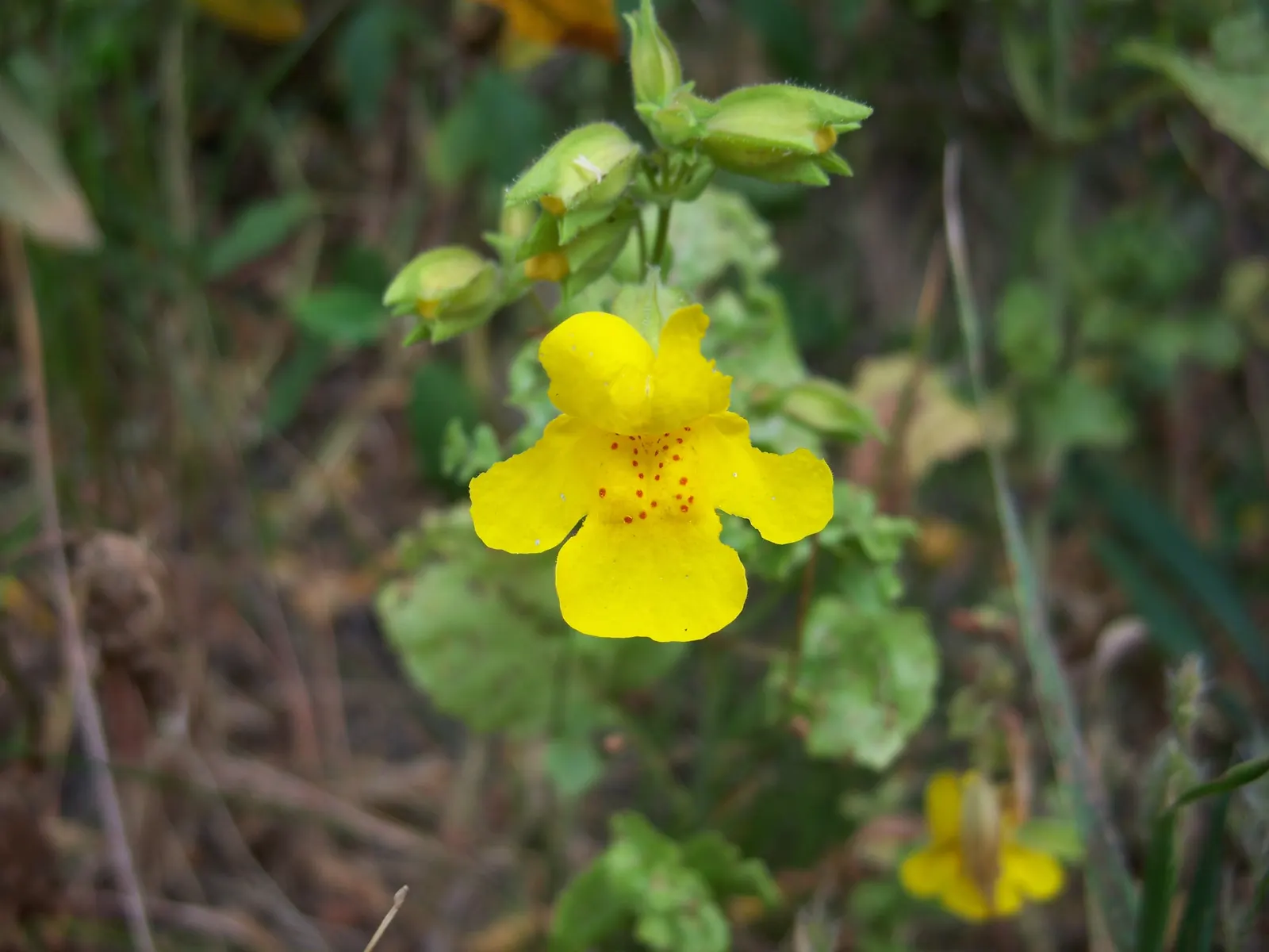 Yellow Monkey Flower (Mimulus 'Yellow') — The foliage is also of interest; the Mimulus 'Yellow' is perfectly suited for borders, image 91