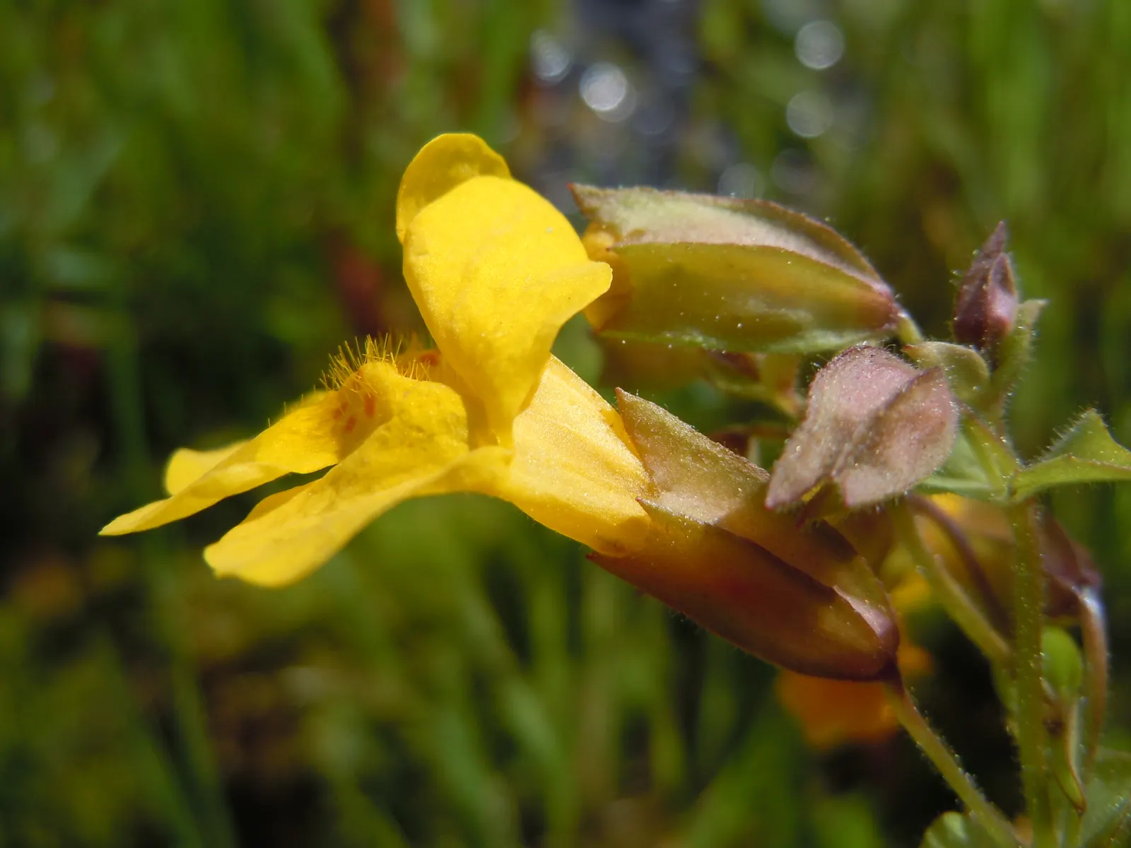 Yellow Monkey Flower (Mimulus 'Yellow') — The blossoms are a magnet for pollinators
