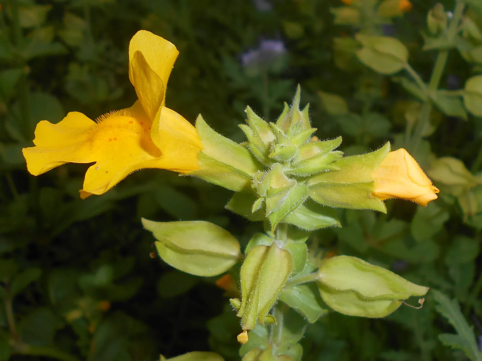 Yellow Monkey Flower (Mimulus 'Yellow') — The foliage is also of interest