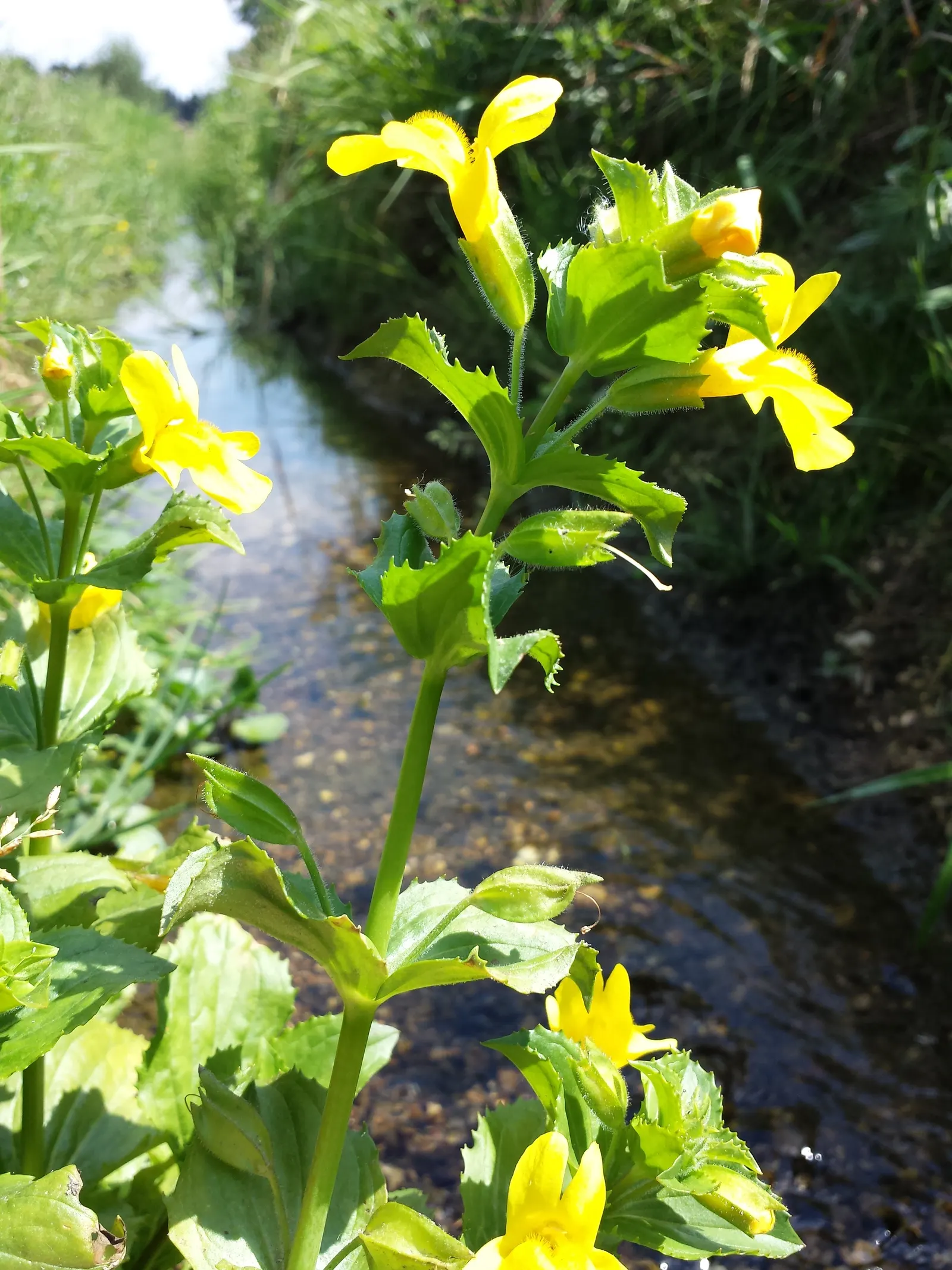 Yellow Monkey Flower (Mimulus 'Yellow') — This delightful plant is native to North America and thrives in USDA hardiness zones 3 through 9