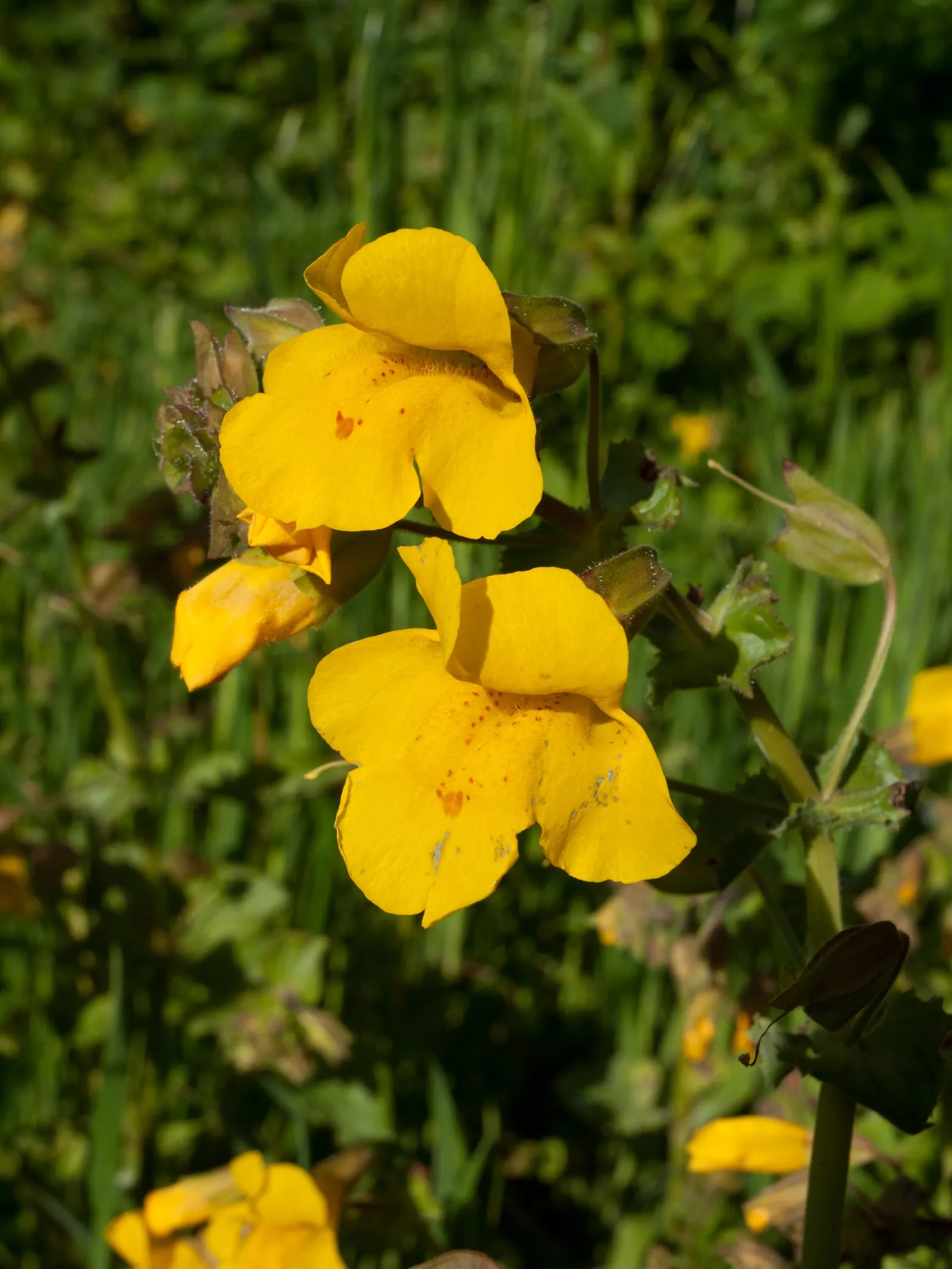 Yellow Monkey Flower (Mimulus 'Yellow') — lance-shaped leaves providing a lush backdrop for the bright flowers.<br><br>For optimal growth; the, image 92