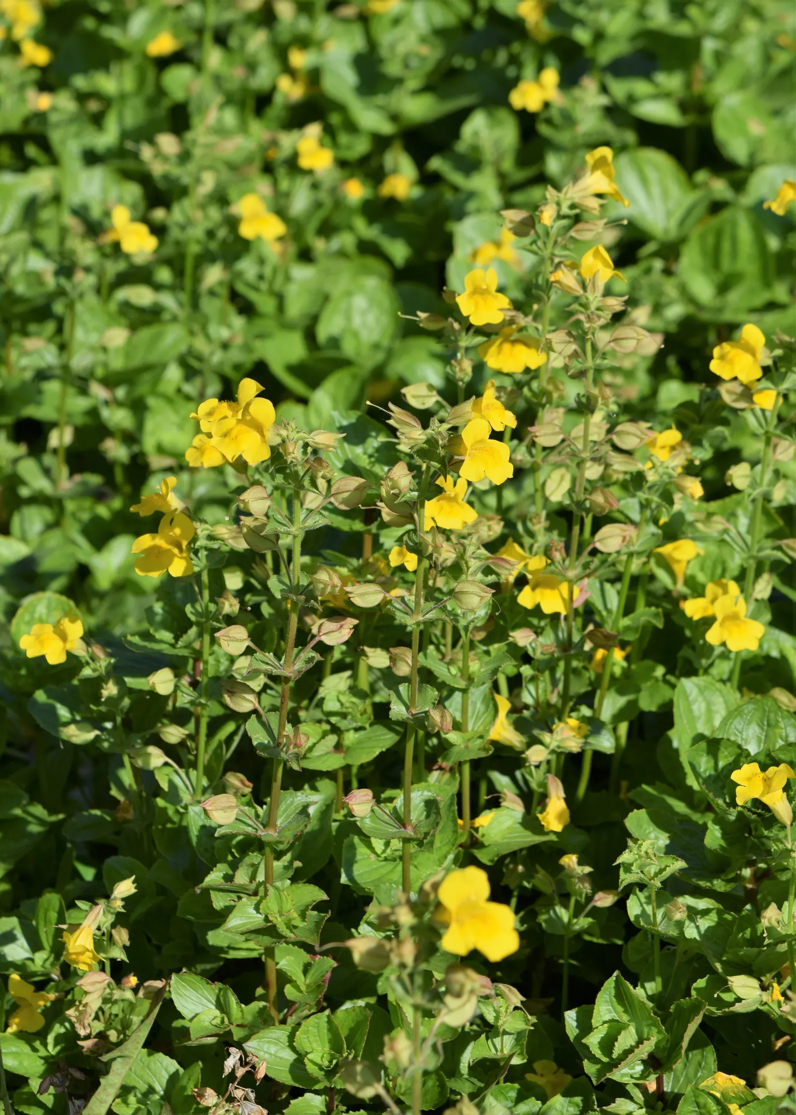 Yellow Monkey Flower (Mimulus 'Yellow') — perennial for full or half; offering long-lasting color and an appealing habitat for wildlife