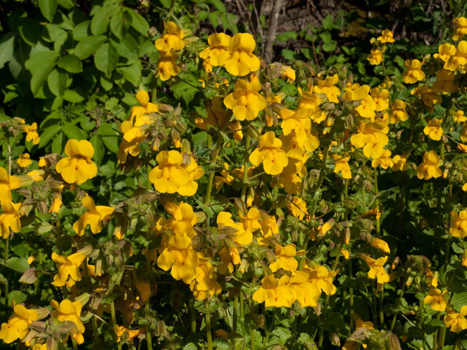 Yellow Monkey Flower (Mimulus 'Yellow') — blooming profusely from late spring into the early fall; scientifically known as Mimulus 'Yellow', image 87