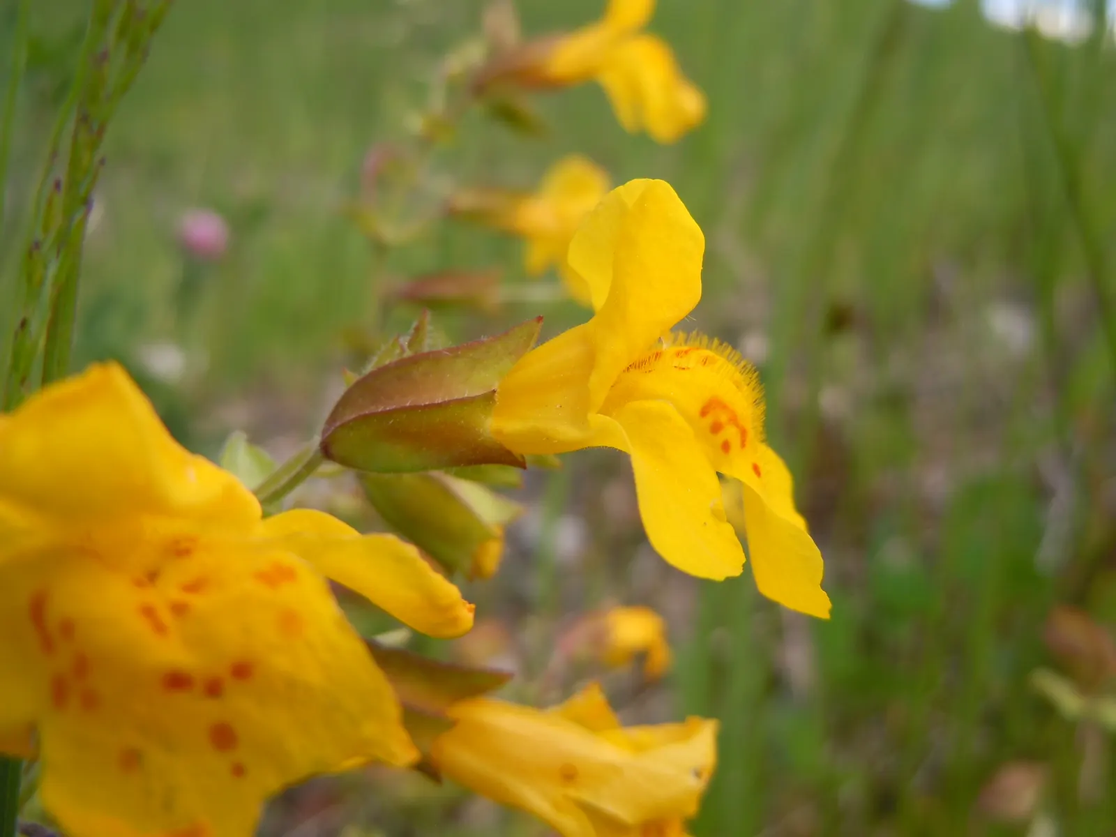 Yellow Monkey Flower (Mimulus 'Yellow') — Regular watering is crucial to maintain consistent soil moisture.<br><br>In sum; blooming profusely from, image 70