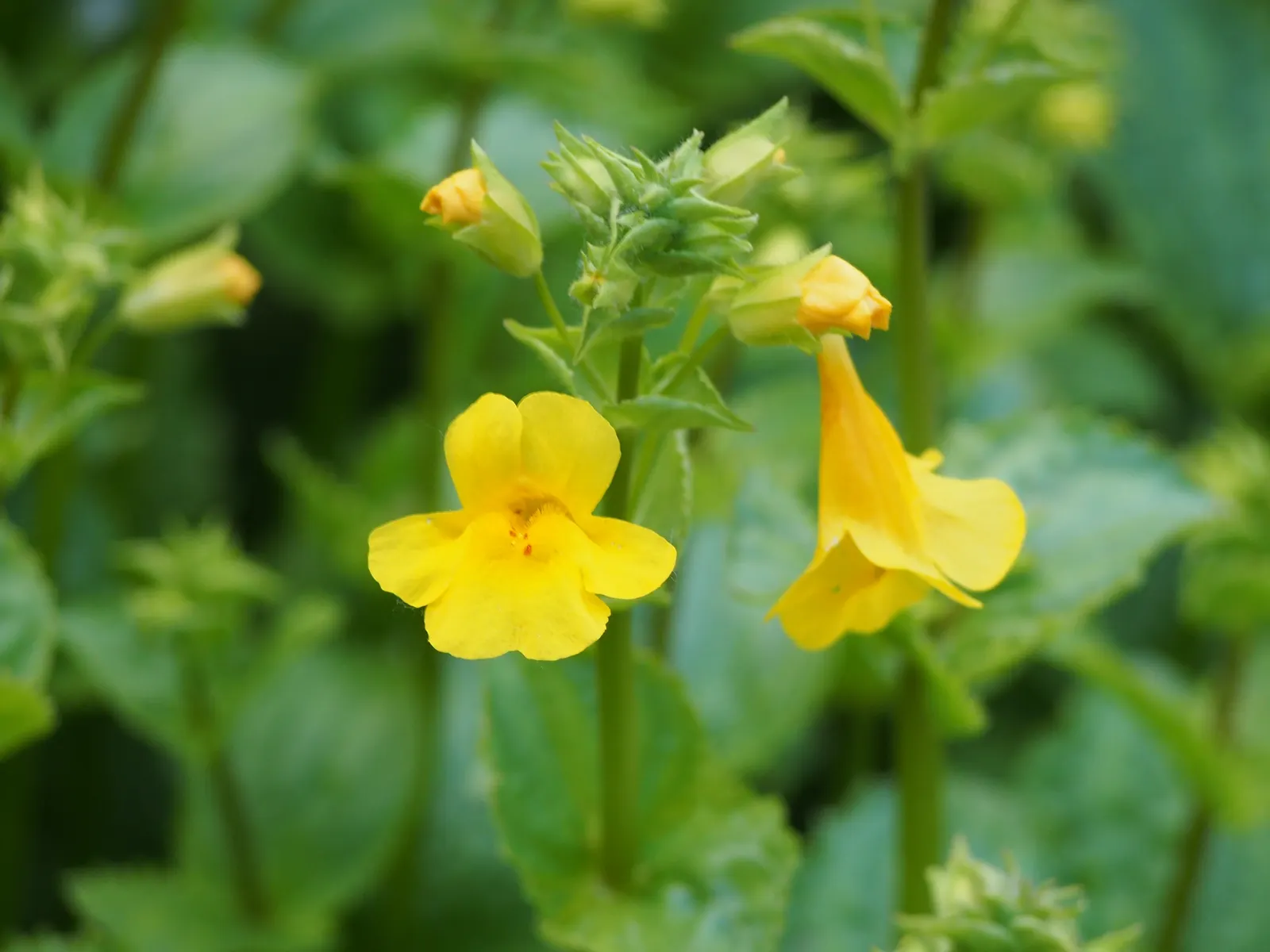 Yellow Monkey Flower (Mimulus 'Yellow') — Preferring moist, well-drained soil, it thrives in part shade to full sun; the Yellow Monkey Flower, image 53