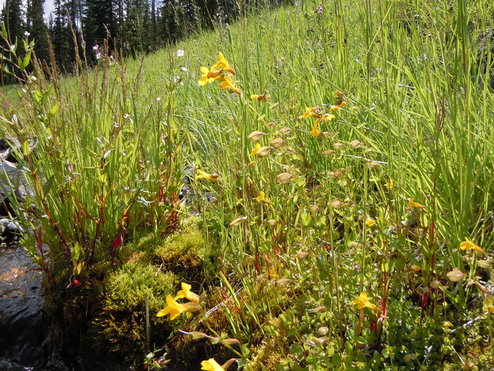 Yellow Monkey Flower (Mimulus 'Yellow') — perennial for full or half; offering long-lasting color and an appealing habitat for wildlife, image 100