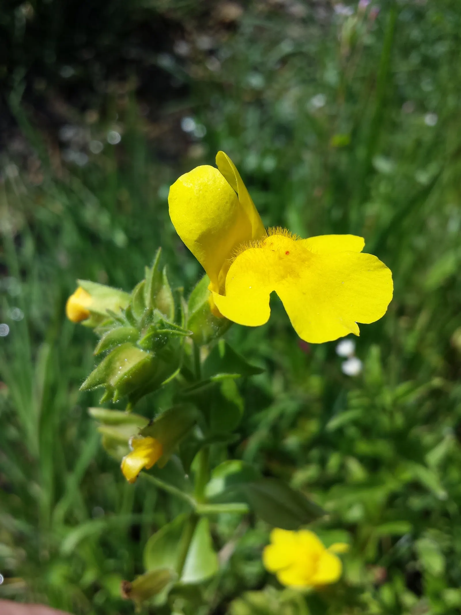 Yellow Monkey Flower (Mimulus 'Yellow') — the Yellow Monkey Flower requires full sun to partial shade; yellow flowers in the garden, image 93