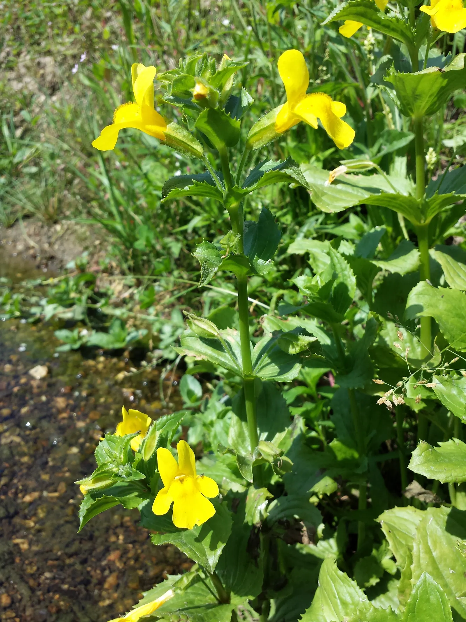 Yellow Monkey Flower (Mimulus 'Yellow') — This delightful plant is native to North America and thrives in USDA hardiness zones 3 through 9; preferring moist