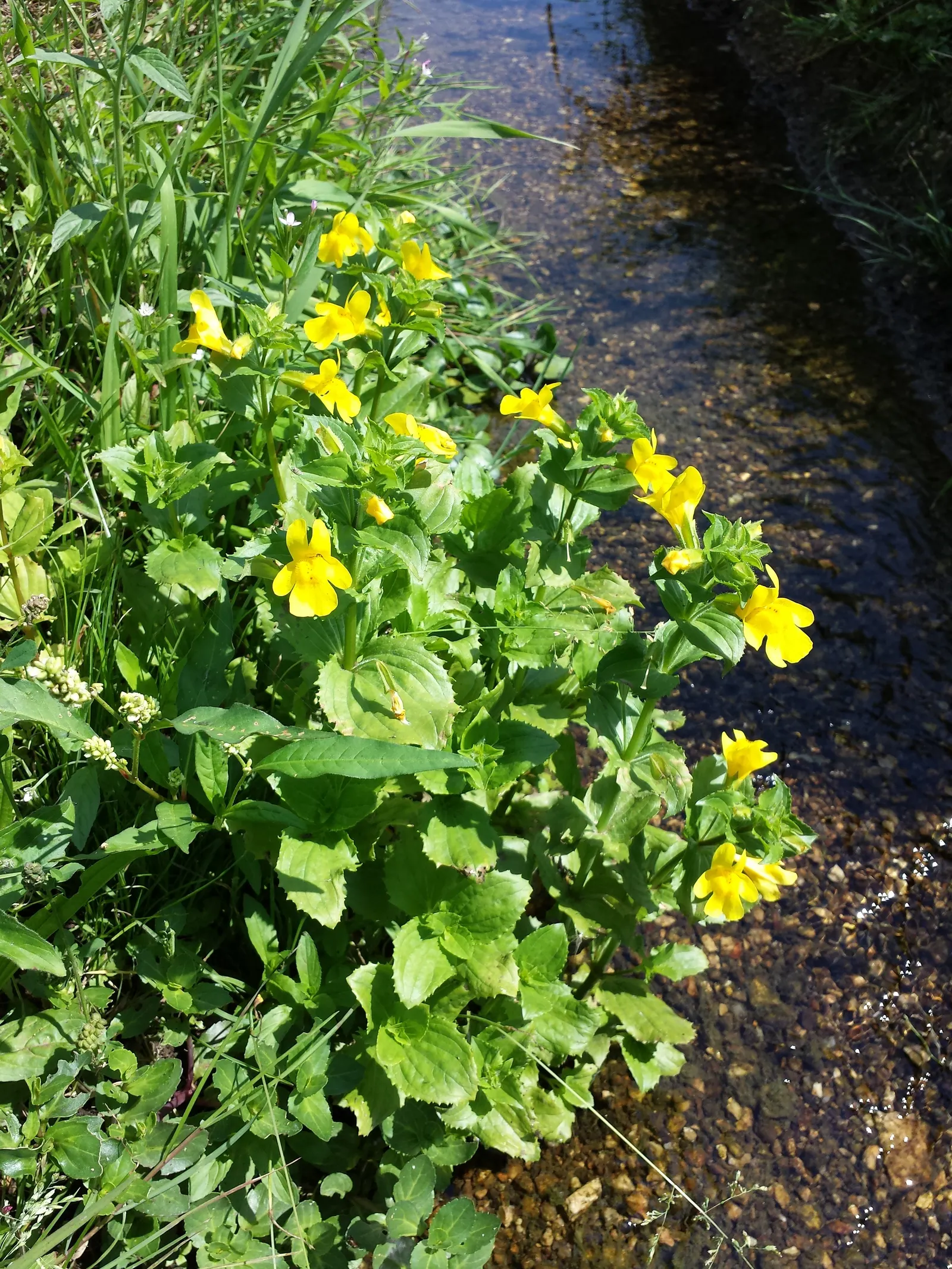 Yellow Monkey Flower (Mimulus 'Yellow') — It is adaptable to various soil types, although it prefers slightly acidic to neutral soil conditions, image 94