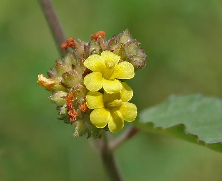 Yellow Monkey Flower (Mimulus 'Yellow') — it is important to ensure the plant is not left in standing water.<br><br>The distinctive