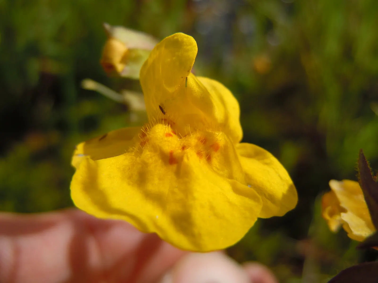 Yellow Monkey Flower (Mimulus 'Yellow') — Preferring moist, well-drained soil, it thrives in part shade to full sun; the Yellow Monkey Flower requires full sun