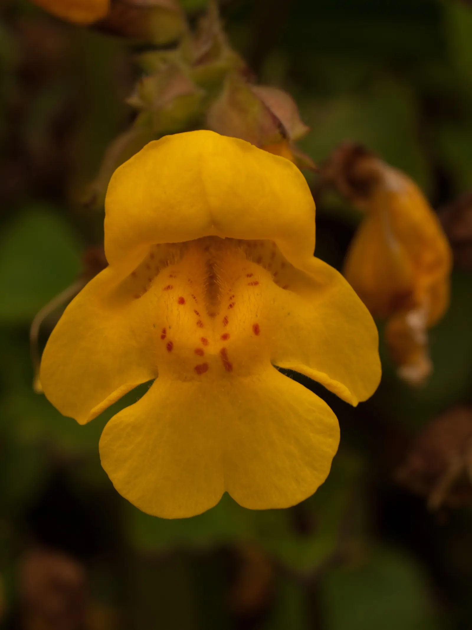 Yellow Monkey Flower (Mimulus 'Yellow') — thus playing a beneficial role in the local ecosystem; these bright yellow flowers, often with speckled, image 90