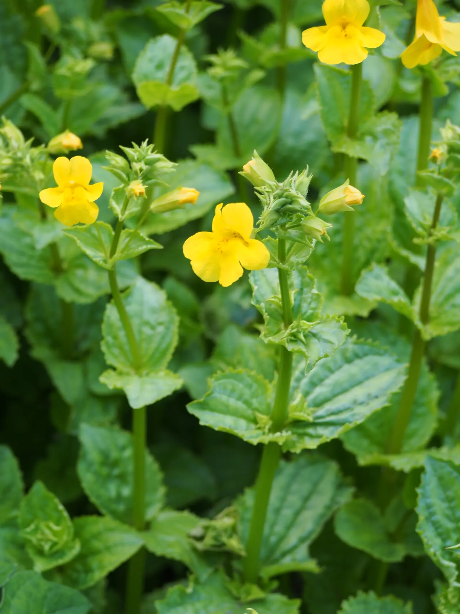 Yellow Monkey Flower (Mimulus 'Yellow') — Hardy in zones 3-9, this plant attracts pollinators while being deer-resistant; is a vibrant and cheerful, image 55