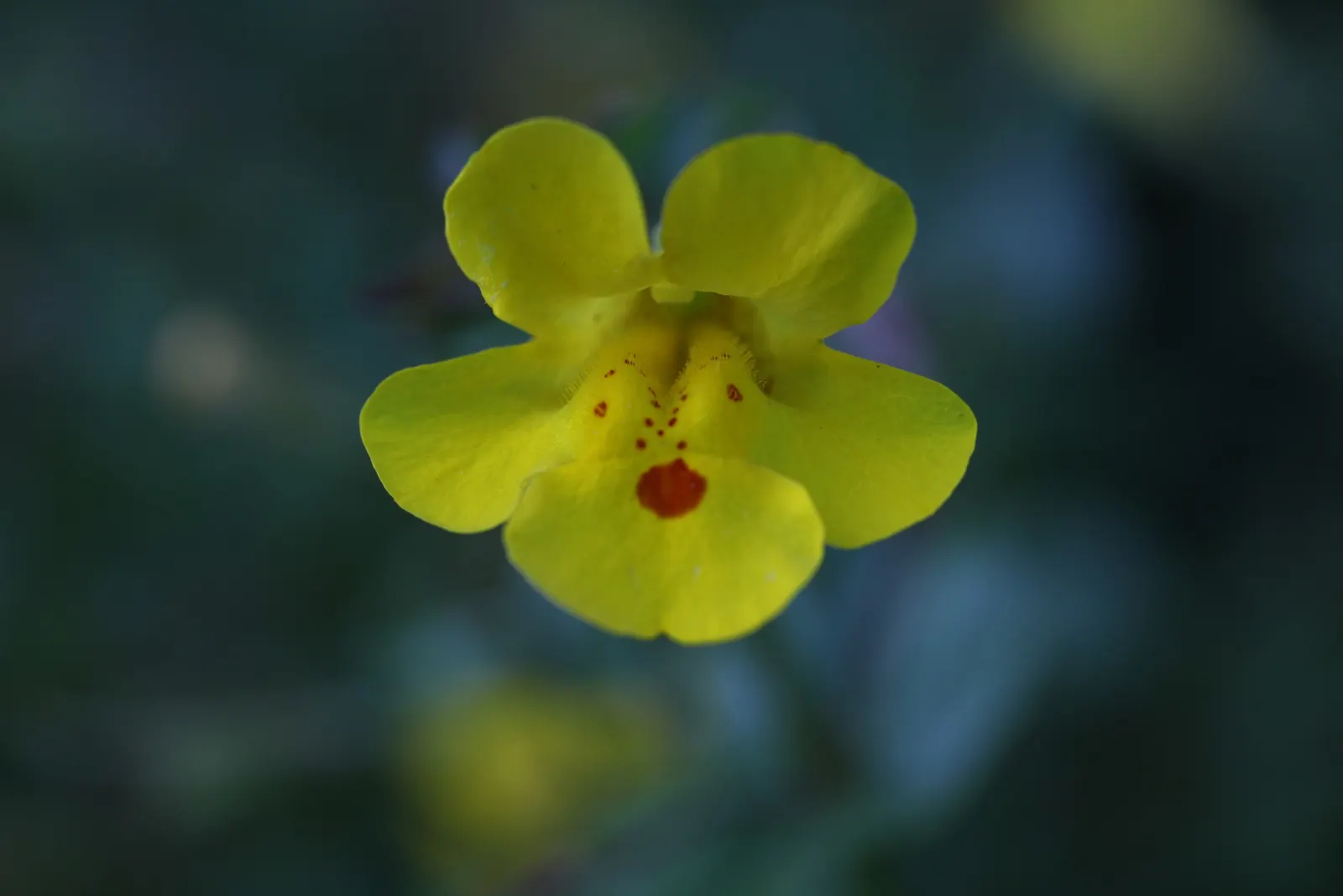 Yellow Monkey Flower (Mimulus 'Yellow') — the Yellow Monkey Flower requires full sun to partial shade; yellow flowers in the garden, image 68