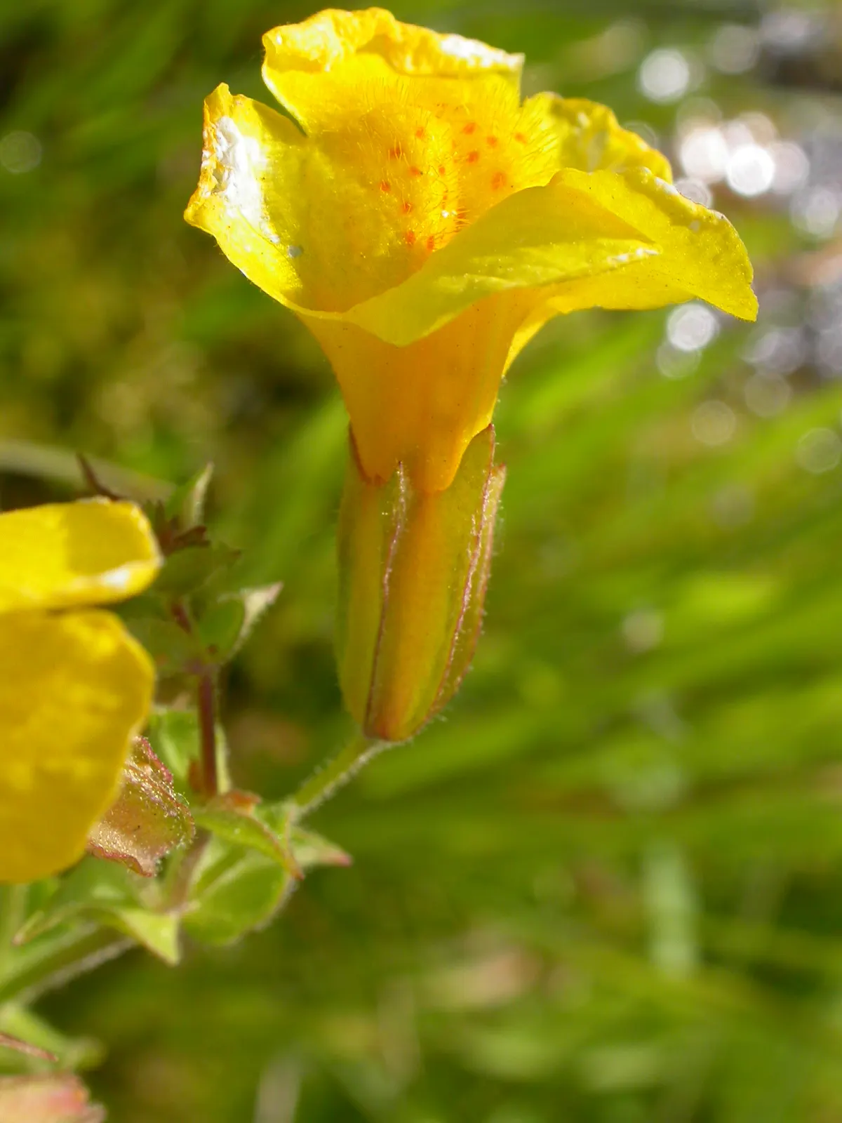 Yellow Monkey Flower (Mimulus 'Yellow') — It is adaptable to various soil types, although it prefers slightly acidic to neutral soil conditions