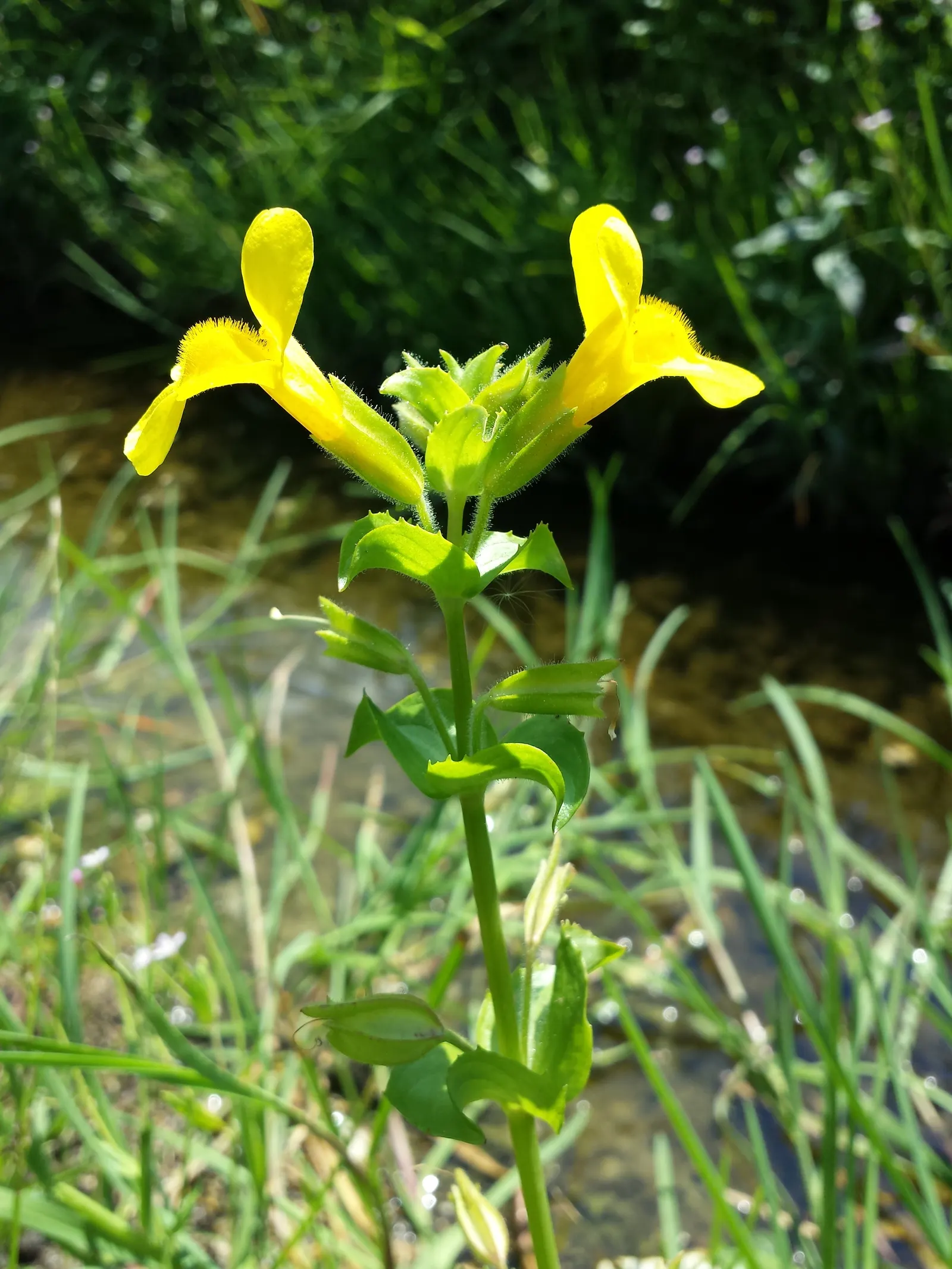 Yellow Monkey Flower (Mimulus 'Yellow') — the Mimulus 'Yellow' is perfectly suited for borders