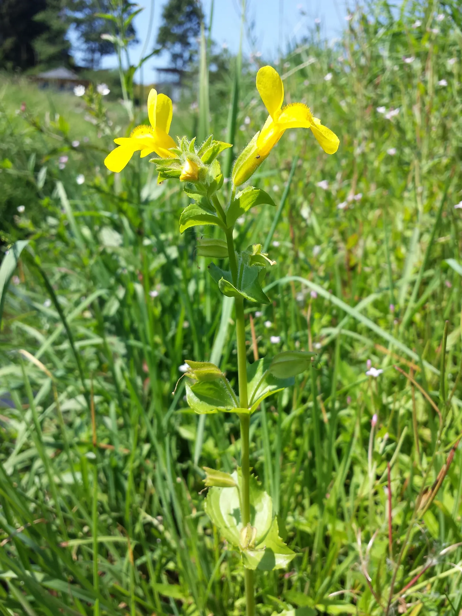 Yellow Monkey Flower (Mimulus 'Yellow') — Hardy in zones 3-9, this plant attracts pollinators while being deer-resistant; is a vibrant and cheerful, image 105