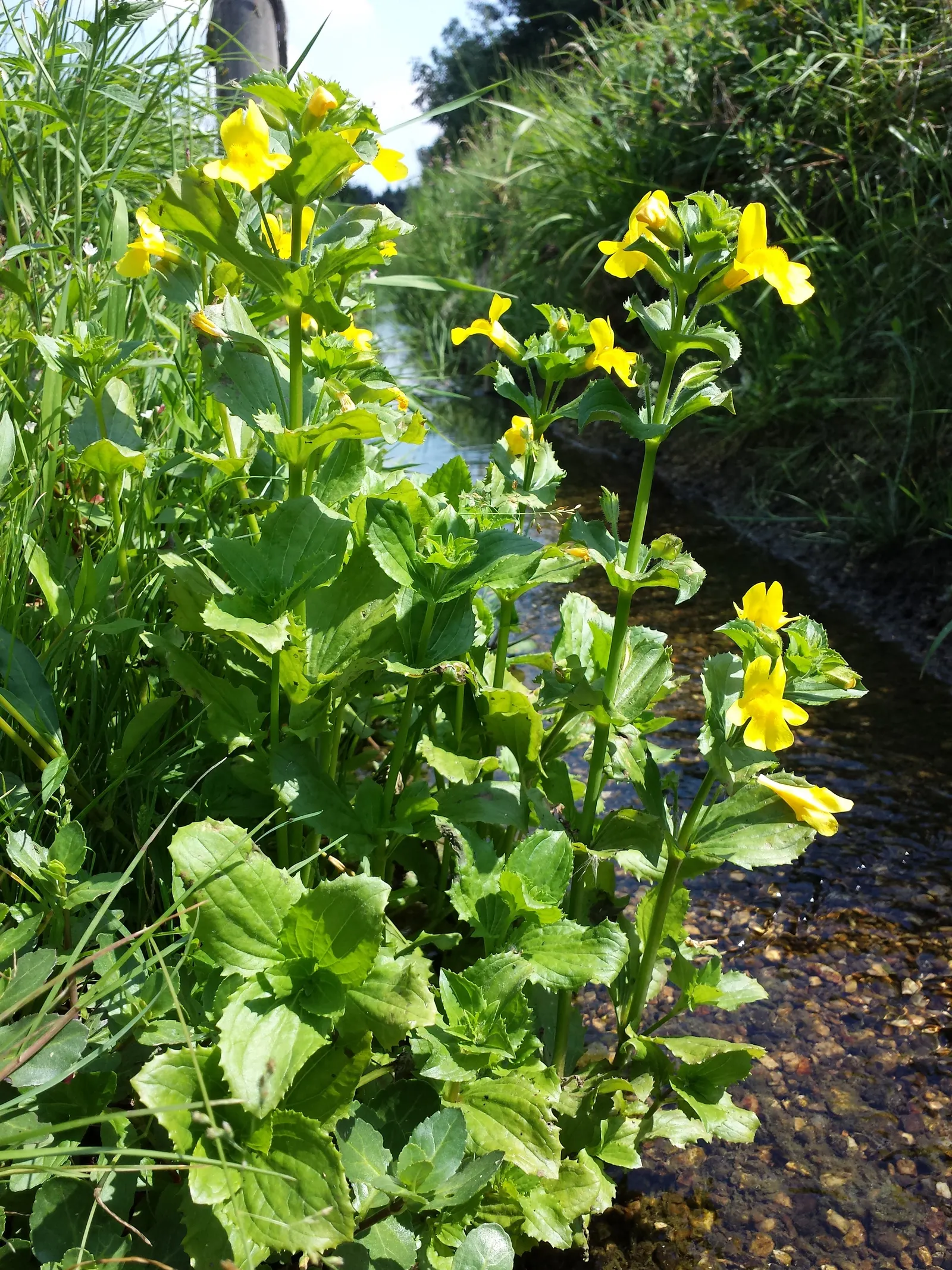Yellow Monkey Flower (Mimulus 'Yellow') — scientifically known as Mimulus 'Yellow'; such as bees and hummingbirds, image 106