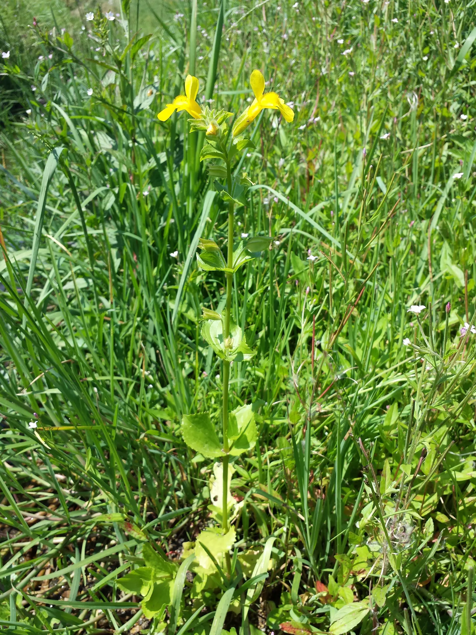 Yellow Monkey Flower (Mimulus 'Yellow') — blooming profusely from late spring into the early fall