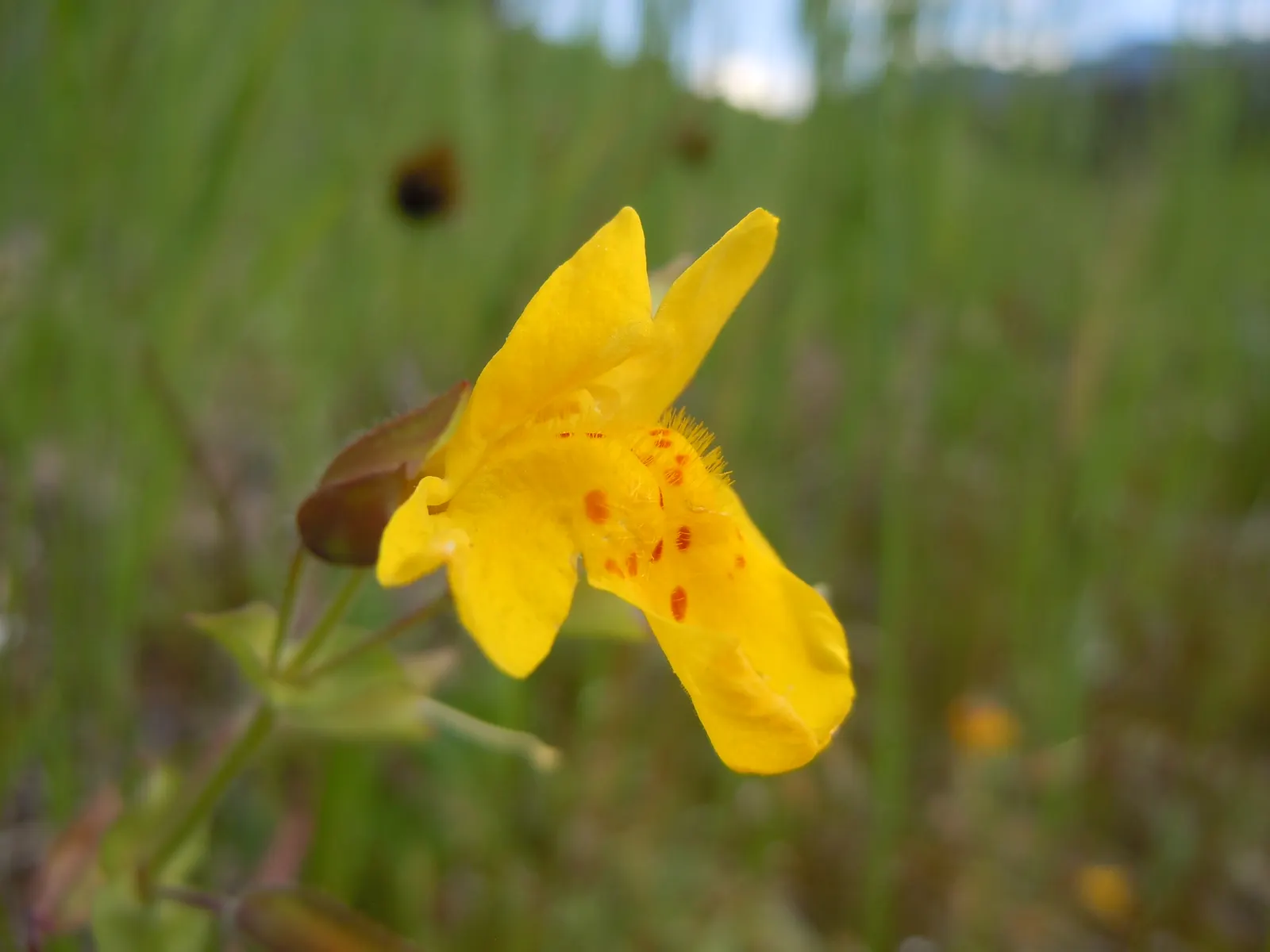 Yellow Monkey Flower (Mimulus 'Yellow') — is a vibrant and cheerful perennial that adds a splash of brightness to any garden; mimulus 'Yellow' is, image 107