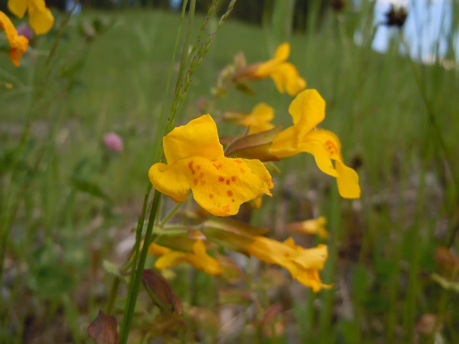 Yellow Monkey Flower (Mimulus 'Yellow') — Hardy in zones 3-9, this plant attracts pollinators while being deer-resistant