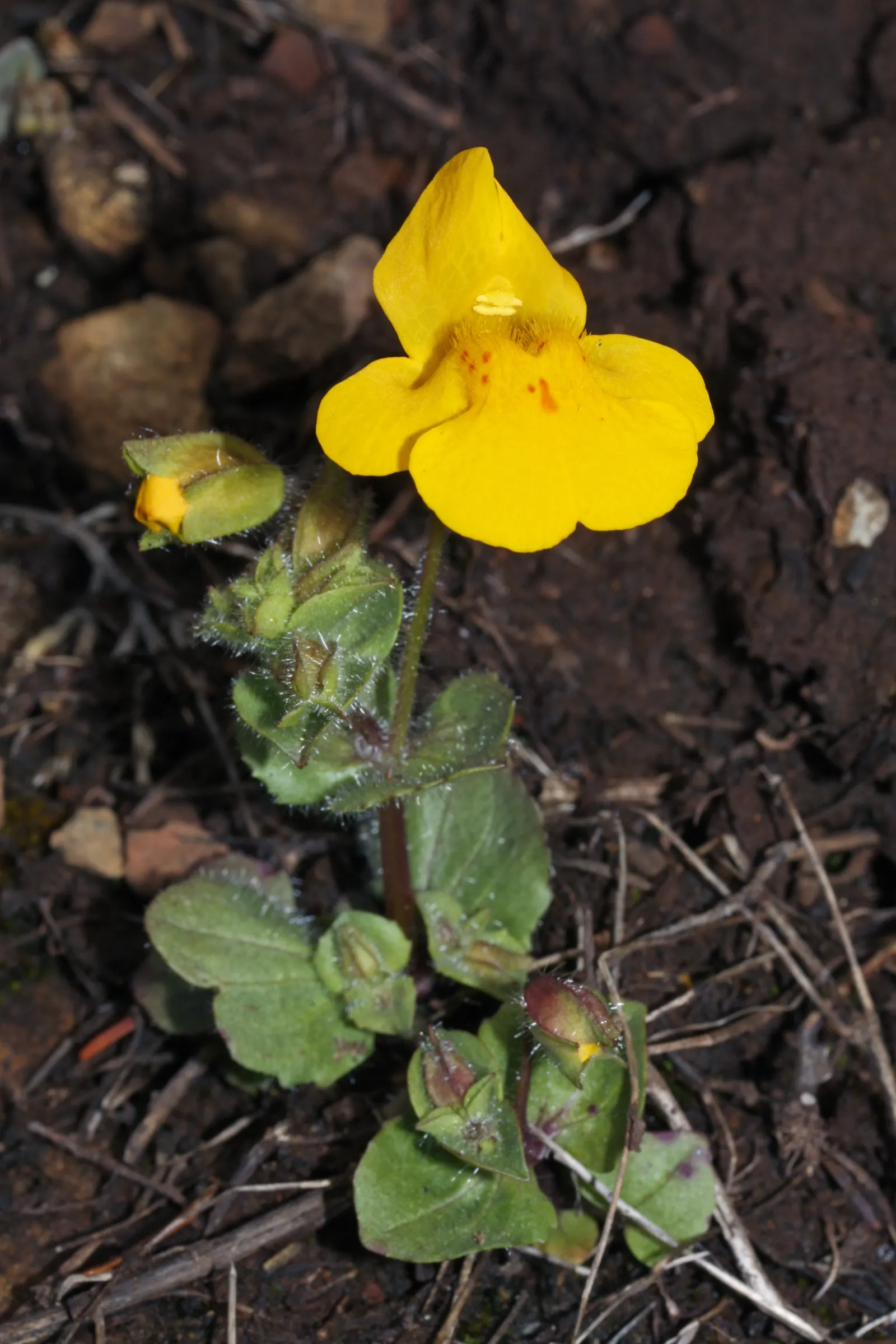 Yellow Monkey Flower (Mimulus 'Yellow') — The foliage is also of interest; the Mimulus 'Yellow' is perfectly suited for borders